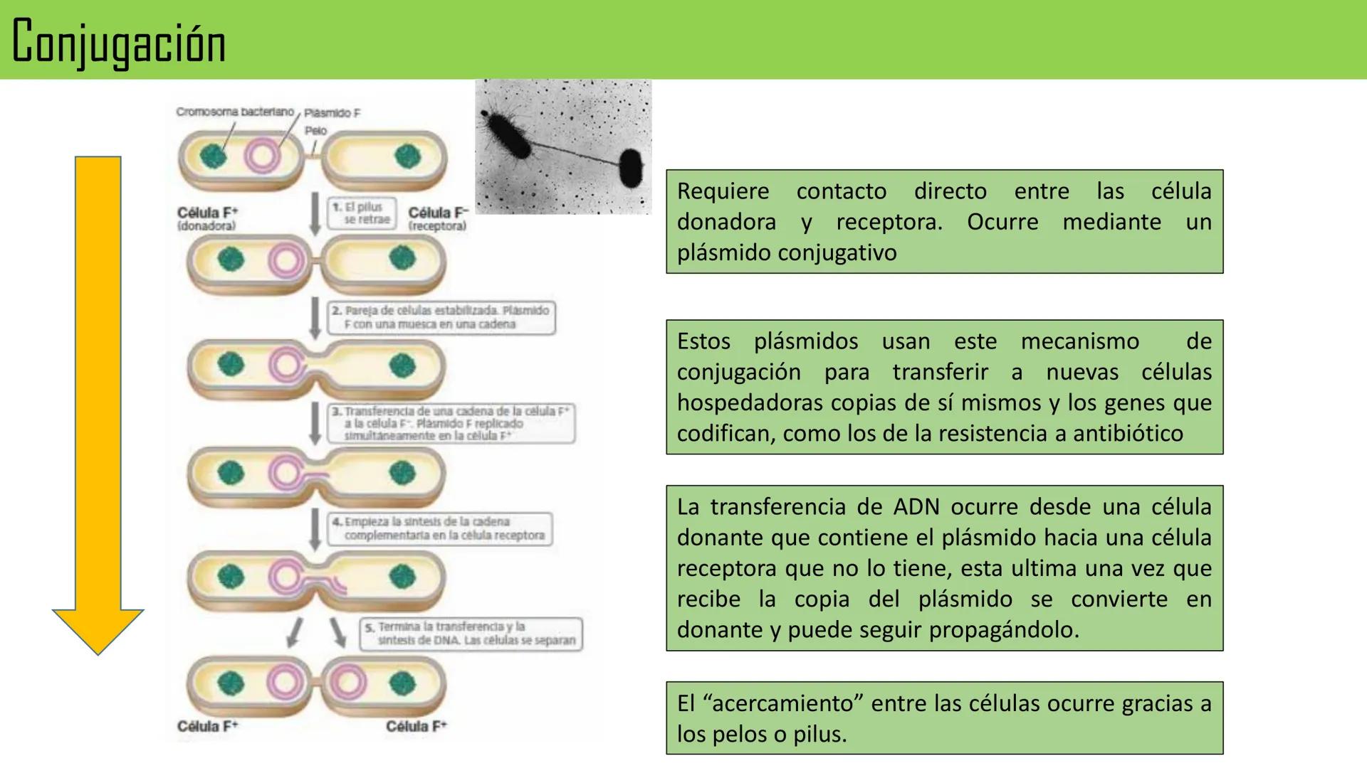 Biología Celular y de los
Microorganismos
(Licenciatura)
Lic. María José Martínez Monteros
Tema IX: Dominios Archaea y Bacteria Flavobacte