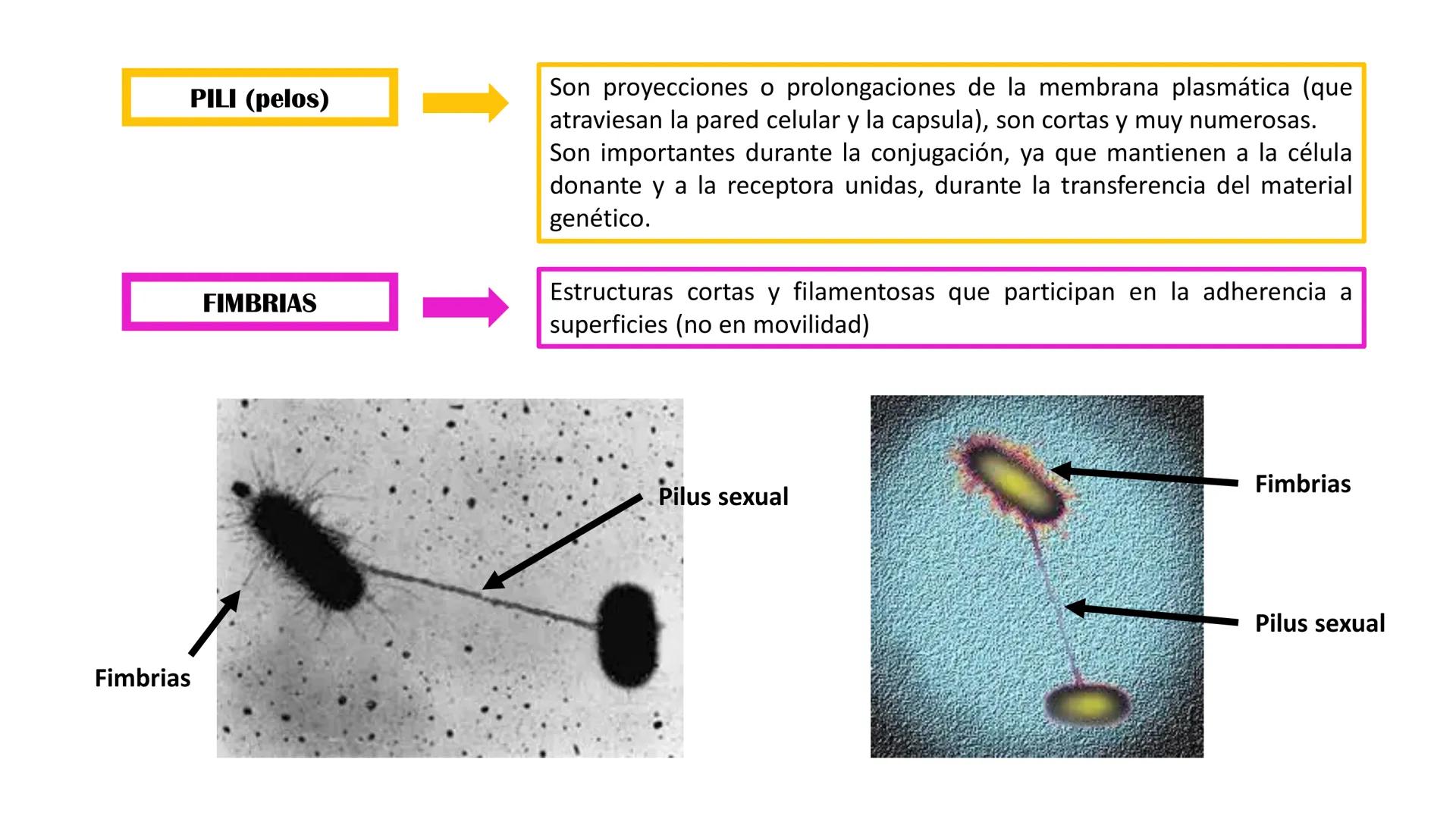Biología Celular y de los
Microorganismos
(Licenciatura)
Lic. María José Martínez Monteros
Tema IX: Dominios Archaea y Bacteria Flavobacte