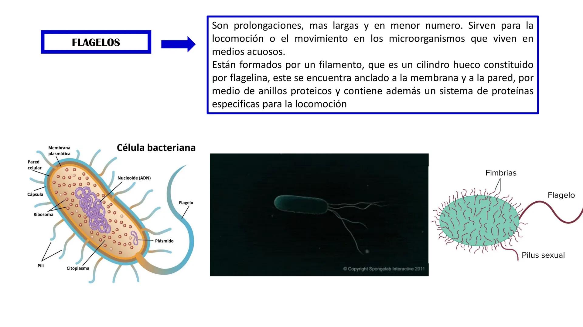 Biología Celular y de los
Microorganismos
(Licenciatura)
Lic. María José Martínez Monteros
Tema IX: Dominios Archaea y Bacteria Flavobacte