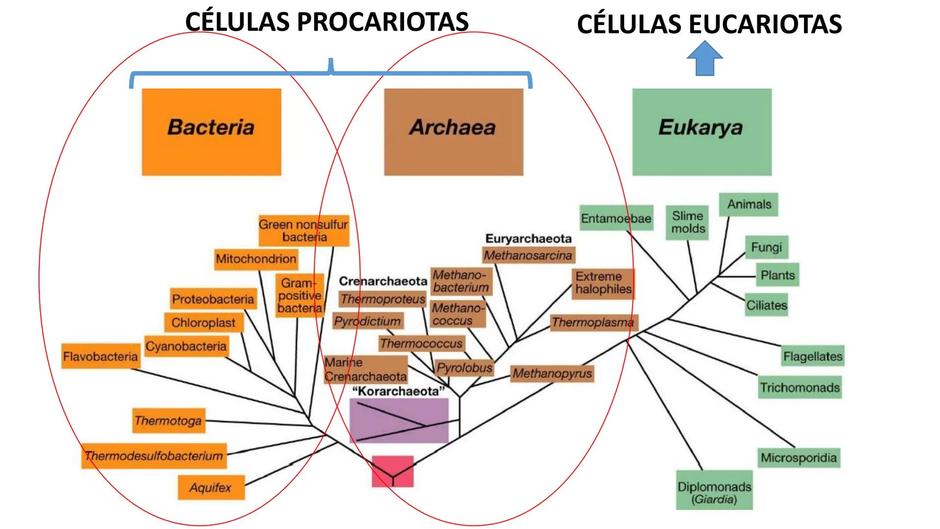 Biología Celular y de los
Microorganismos
(Licenciatura)
Lic. María José Martínez Monteros
Tema IX: Dominios Archaea y Bacteria Flavobacte