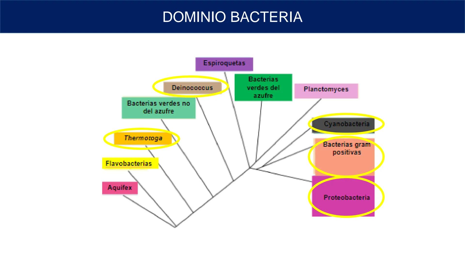 Biología Celular y de los
Microorganismos
(Licenciatura)
Lic. María José Martínez Monteros
Tema IX: Dominios Archaea y Bacteria Flavobacte