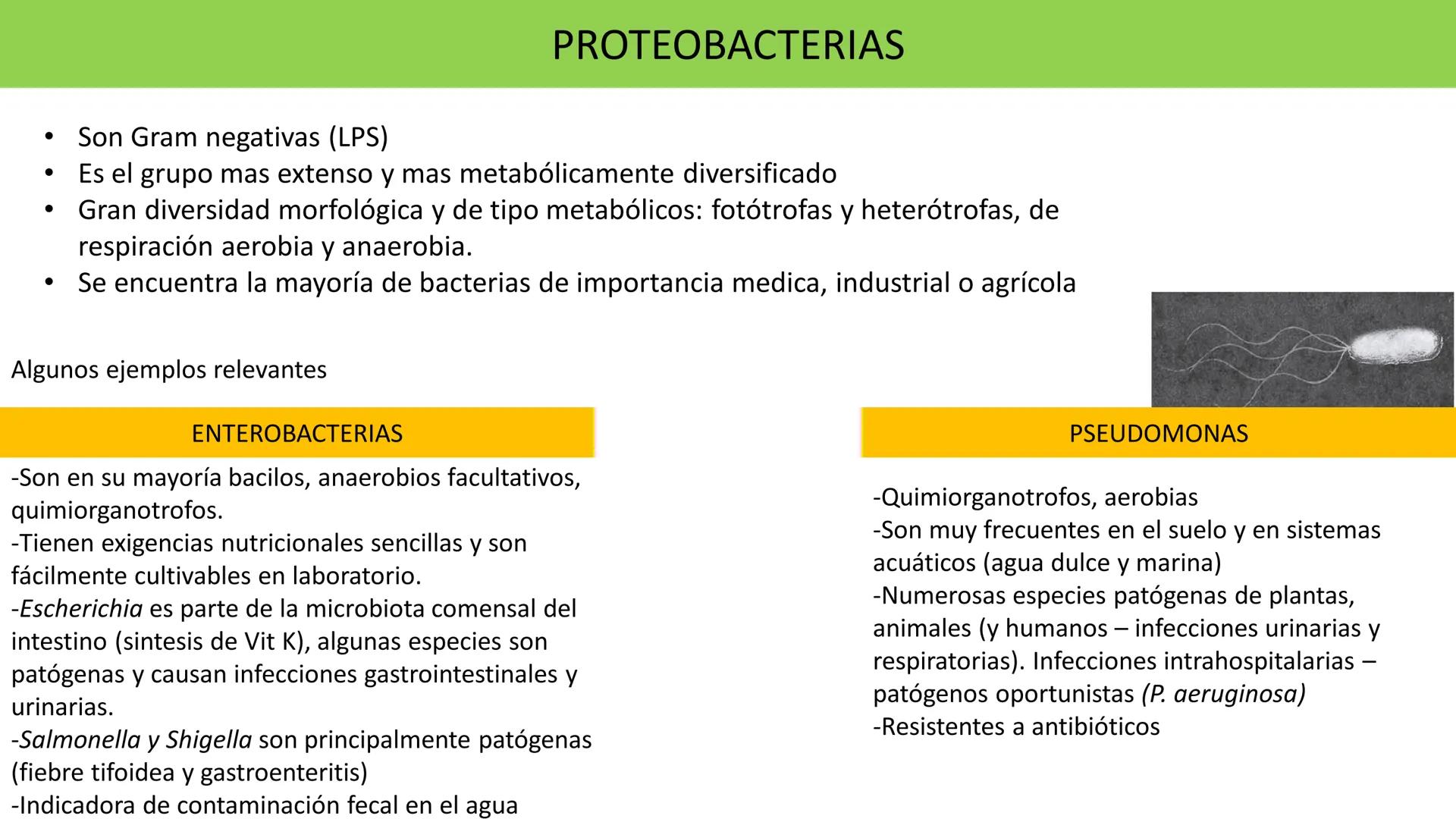 Biología Celular y de los
Microorganismos
(Licenciatura)
Lic. María José Martínez Monteros
Tema IX: Dominios Archaea y Bacteria Flavobacte