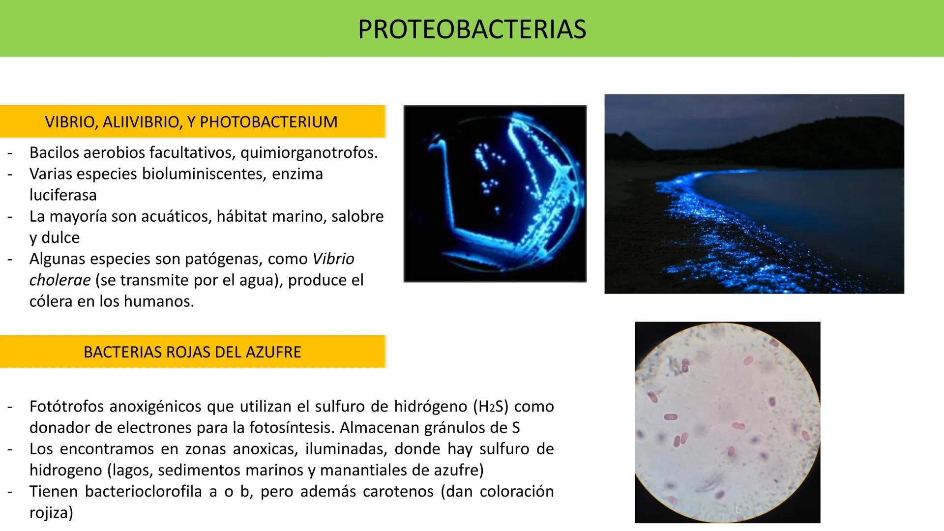 Biología Celular y de los
Microorganismos
(Licenciatura)
Lic. María José Martínez Monteros
Tema IX: Dominios Archaea y Bacteria Flavobacte