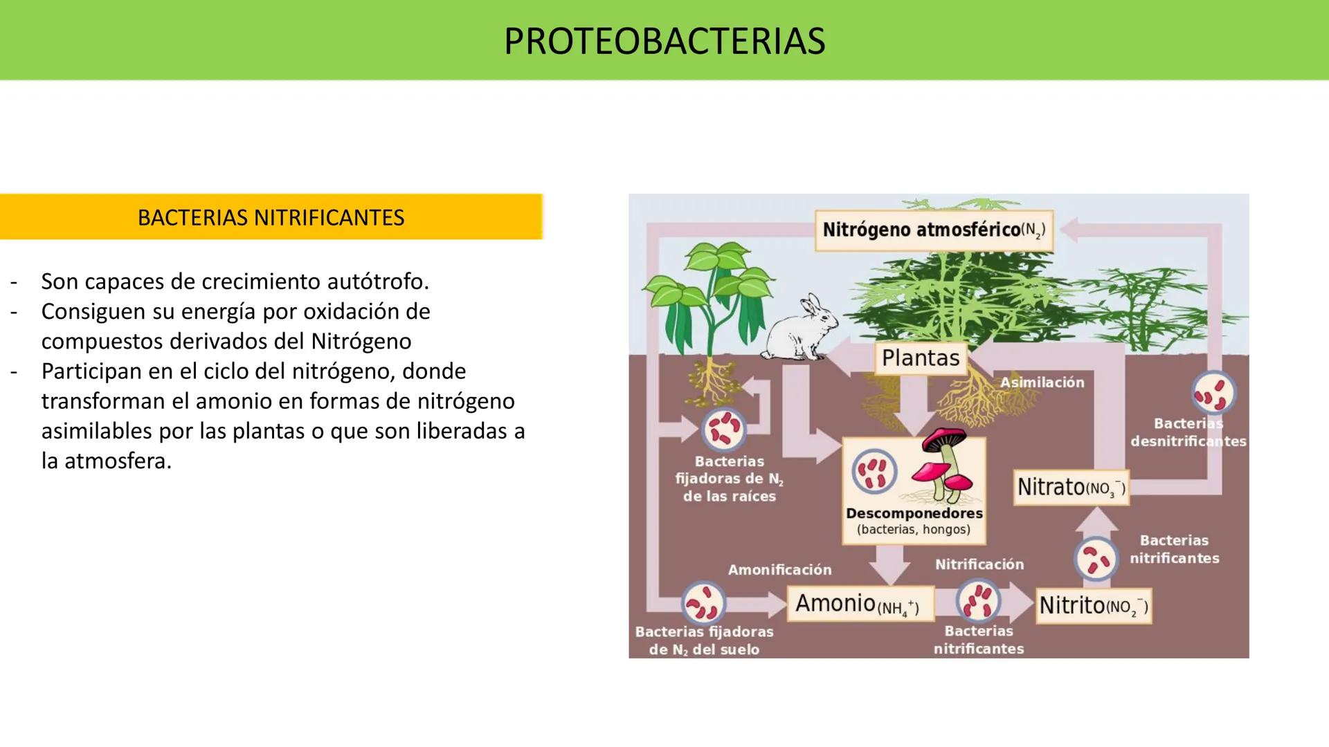 Biología Celular y de los
Microorganismos
(Licenciatura)
Lic. María José Martínez Monteros
Tema IX: Dominios Archaea y Bacteria Flavobacte