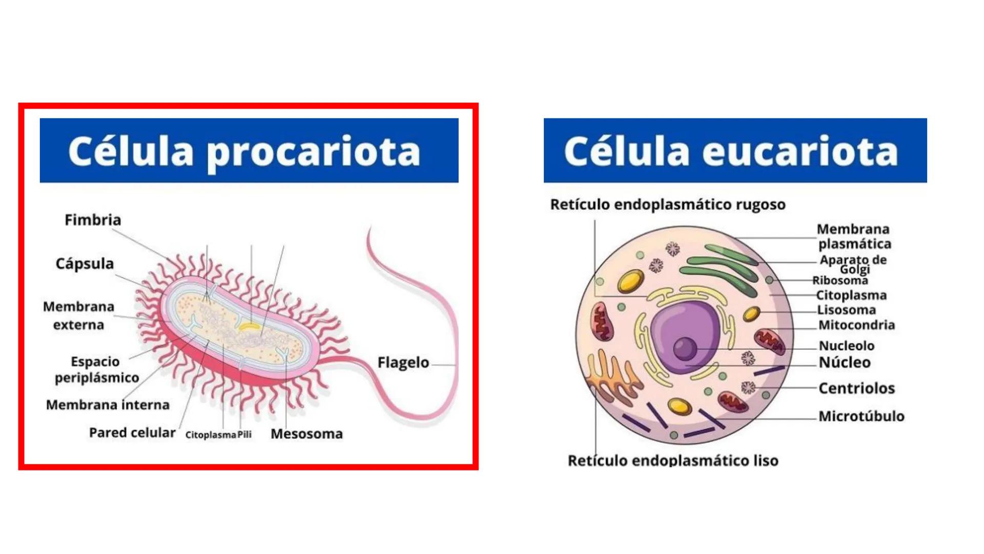 Biología Celular y de los
Microorganismos
(Licenciatura)
Lic. María José Martínez Monteros
Tema IX: Dominios Archaea y Bacteria Flavobacte