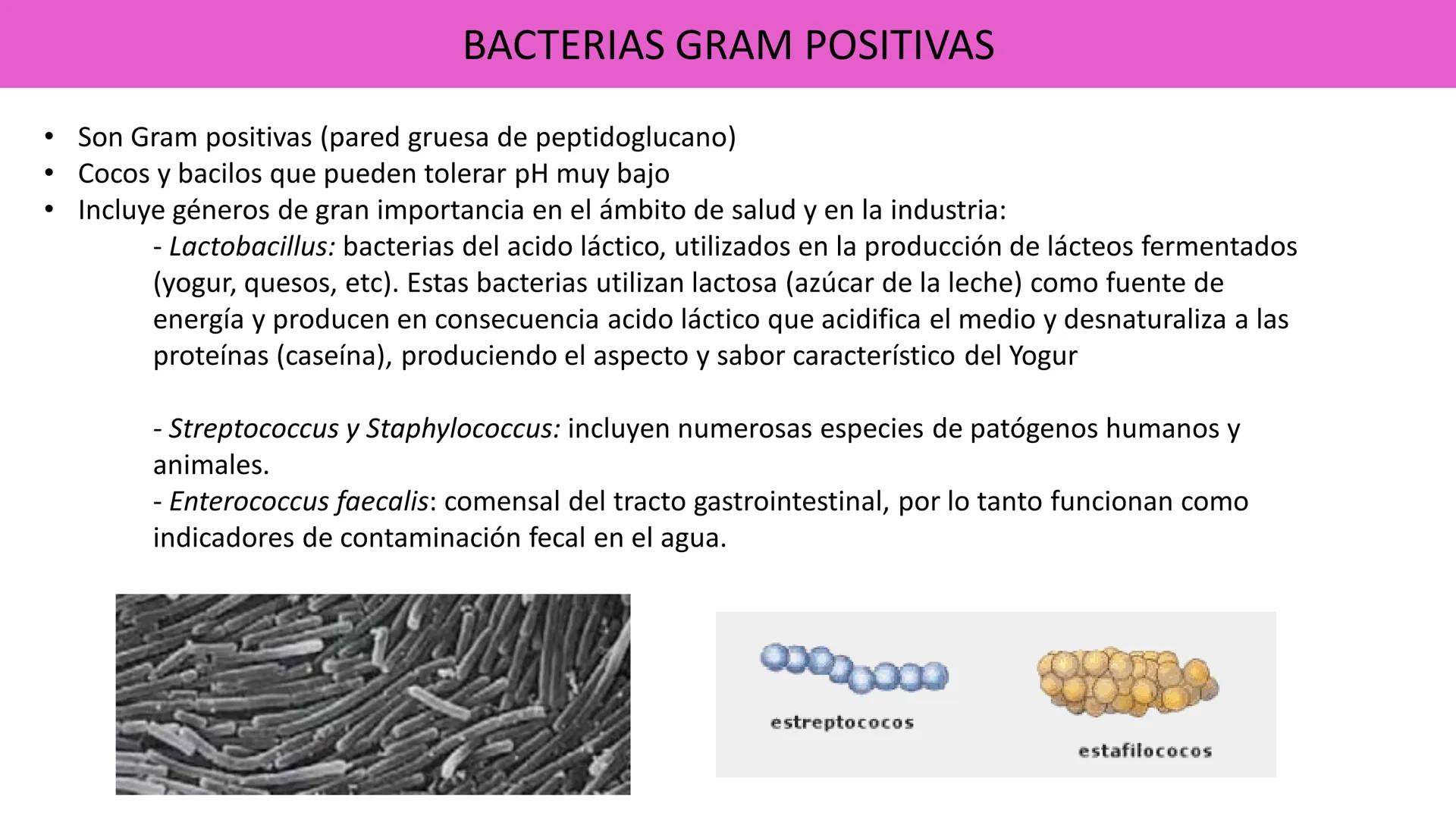 Biología Celular y de los
Microorganismos
(Licenciatura)
Lic. María José Martínez Monteros
Tema IX: Dominios Archaea y Bacteria Flavobacte