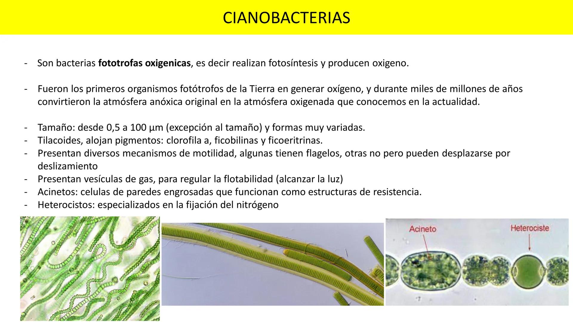 Biología Celular y de los
Microorganismos
(Licenciatura)
Lic. María José Martínez Monteros
Tema IX: Dominios Archaea y Bacteria Flavobacte