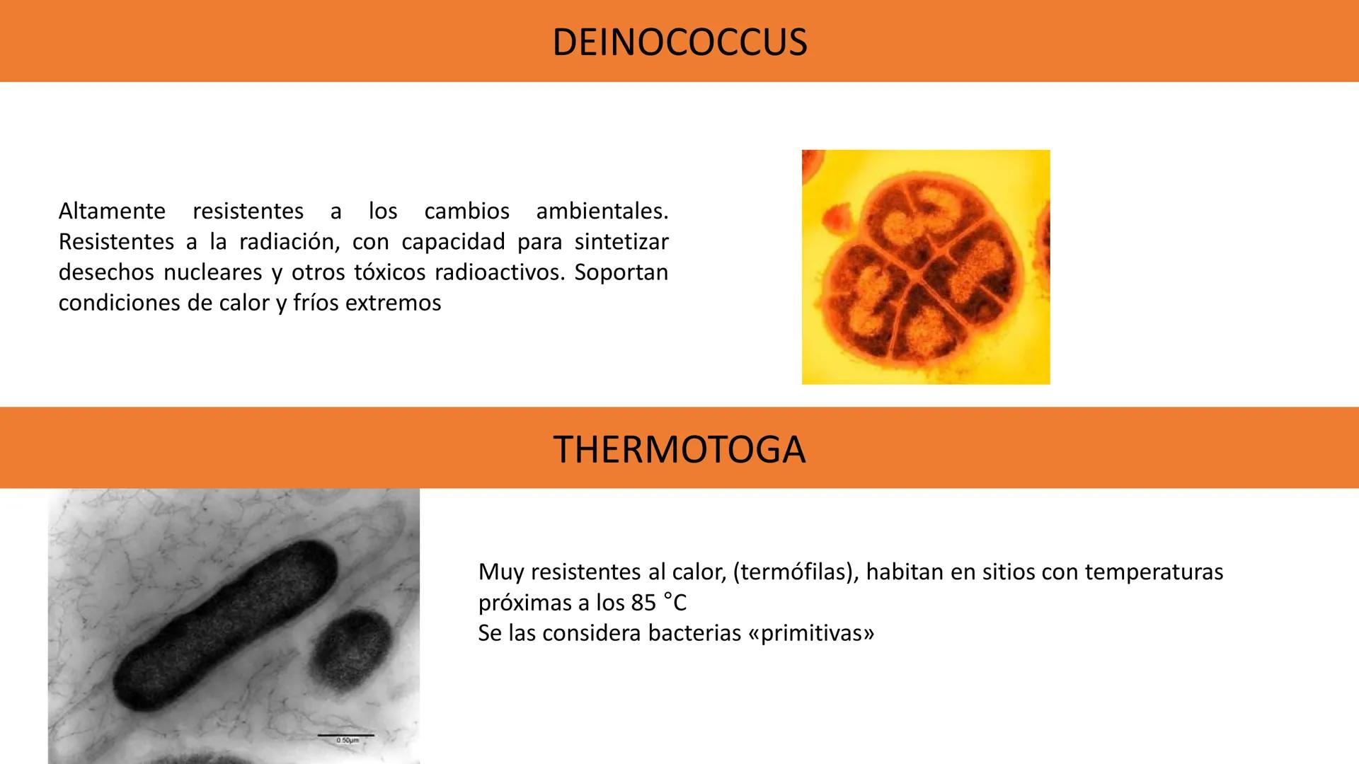 Biología Celular y de los
Microorganismos
(Licenciatura)
Lic. María José Martínez Monteros
Tema IX: Dominios Archaea y Bacteria Flavobacte