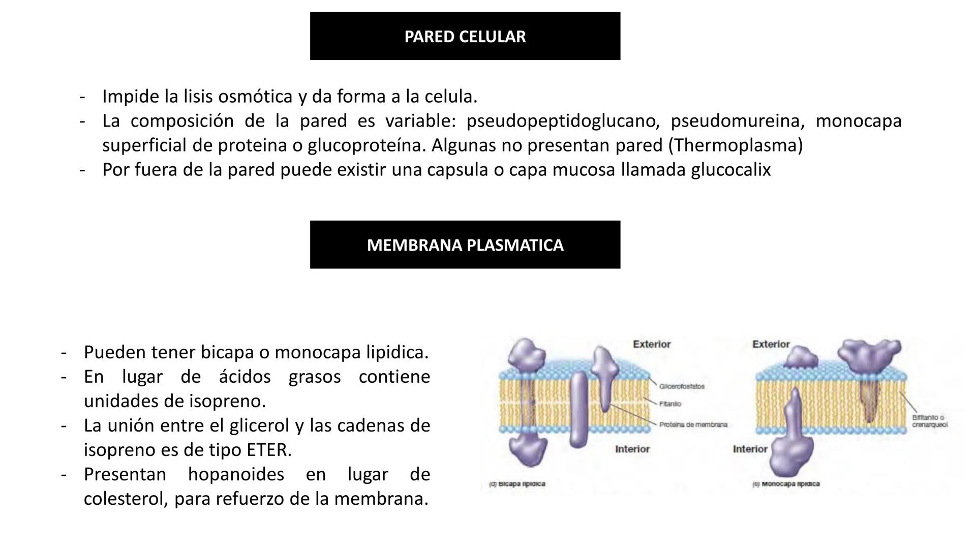 Biología Celular y de los
Microorganismos
(Licenciatura)
Lic. María José Martínez Monteros
Tema IX: Dominios Archaea y Bacteria Flavobacte