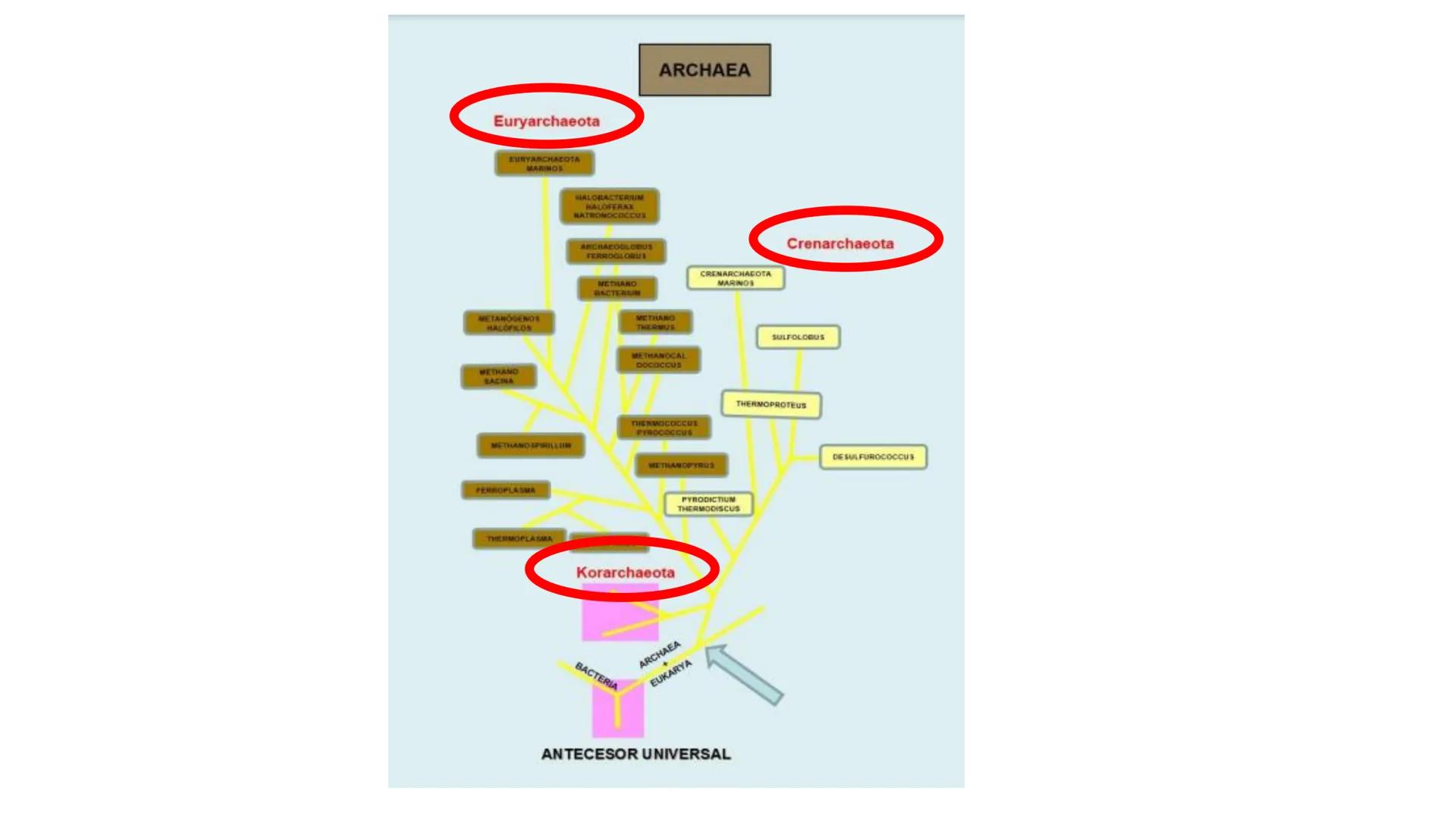 Biología Celular y de los
Microorganismos
(Licenciatura)
Lic. María José Martínez Monteros
Tema IX: Dominios Archaea y Bacteria Flavobacte