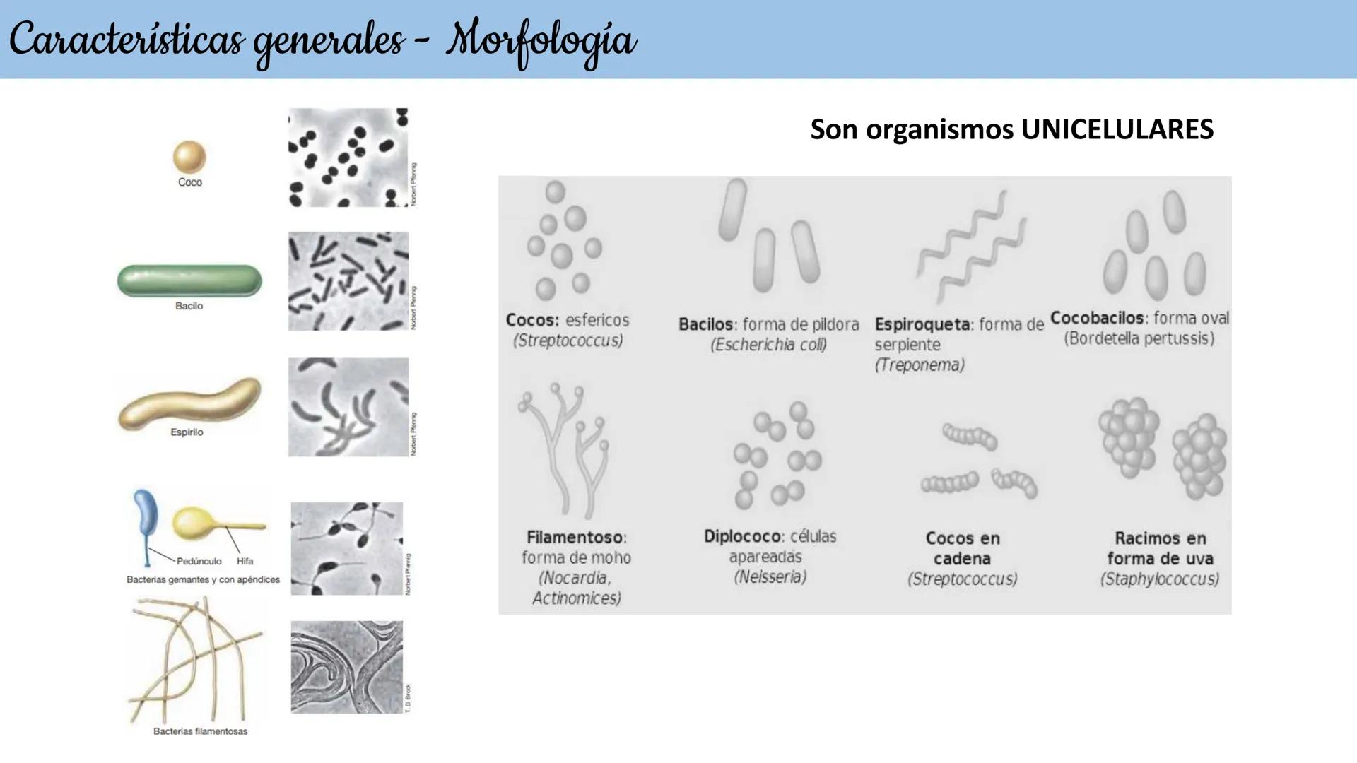 Biología Celular y de los
Microorganismos
(Licenciatura)
Lic. María José Martínez Monteros
Tema IX: Dominios Archaea y Bacteria Flavobacte