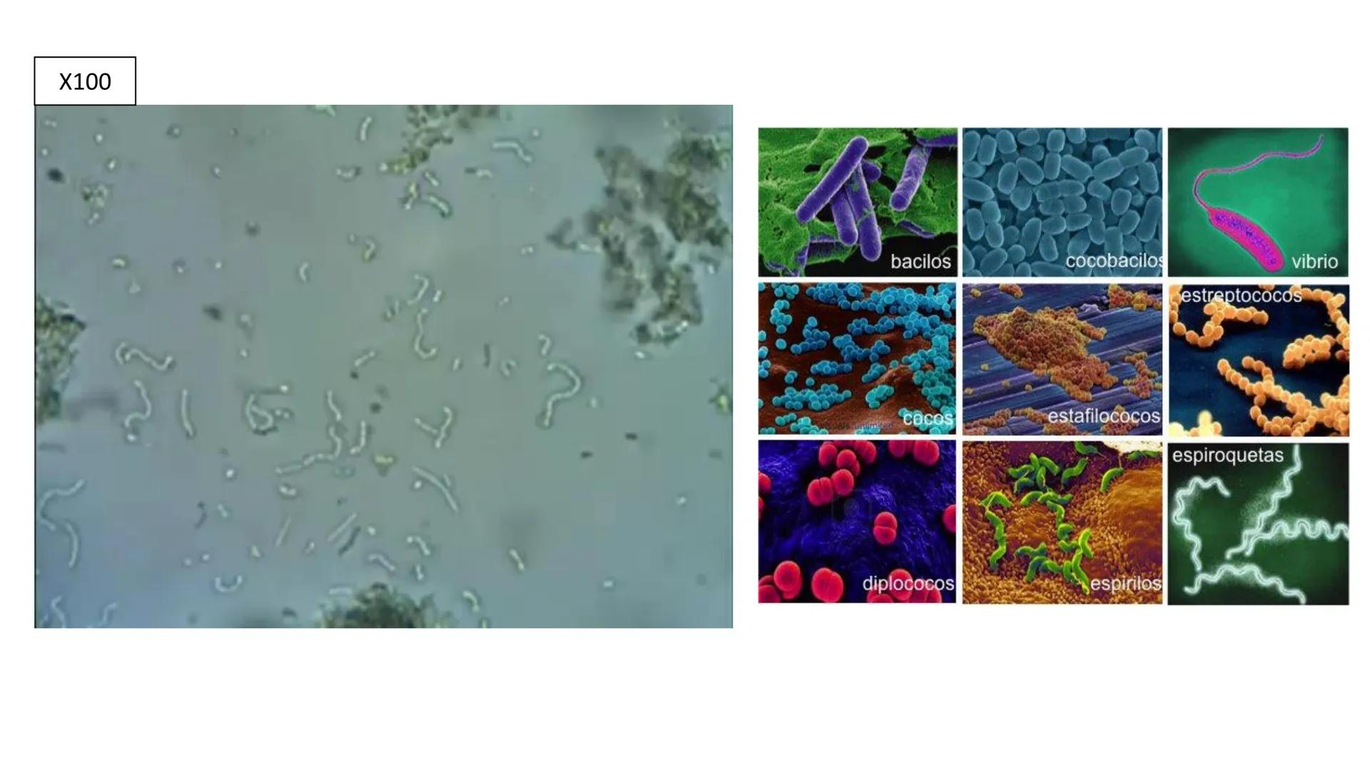 Biología Celular y de los
Microorganismos
(Licenciatura)
Lic. María José Martínez Monteros
Tema IX: Dominios Archaea y Bacteria Flavobacte