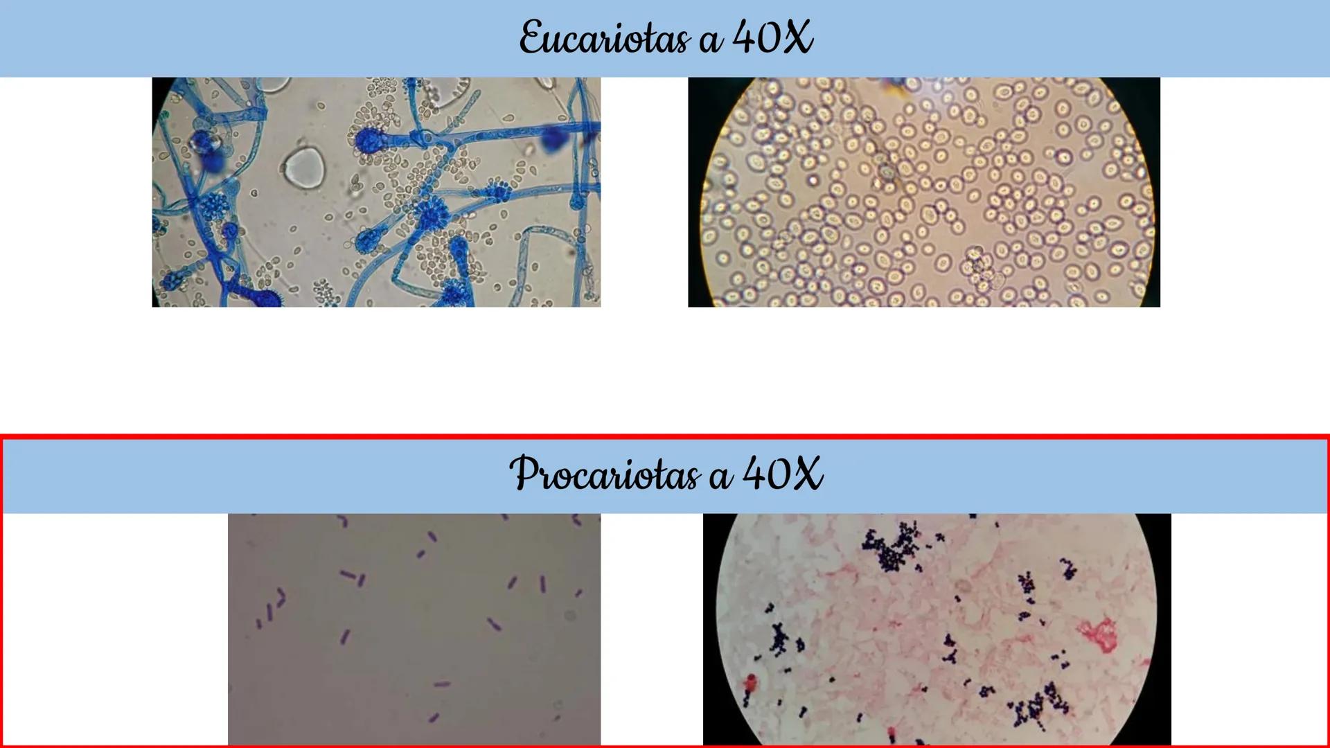 Biología Celular y de los
Microorganismos
(Licenciatura)
Lic. María José Martínez Monteros
Tema IX: Dominios Archaea y Bacteria Flavobacte