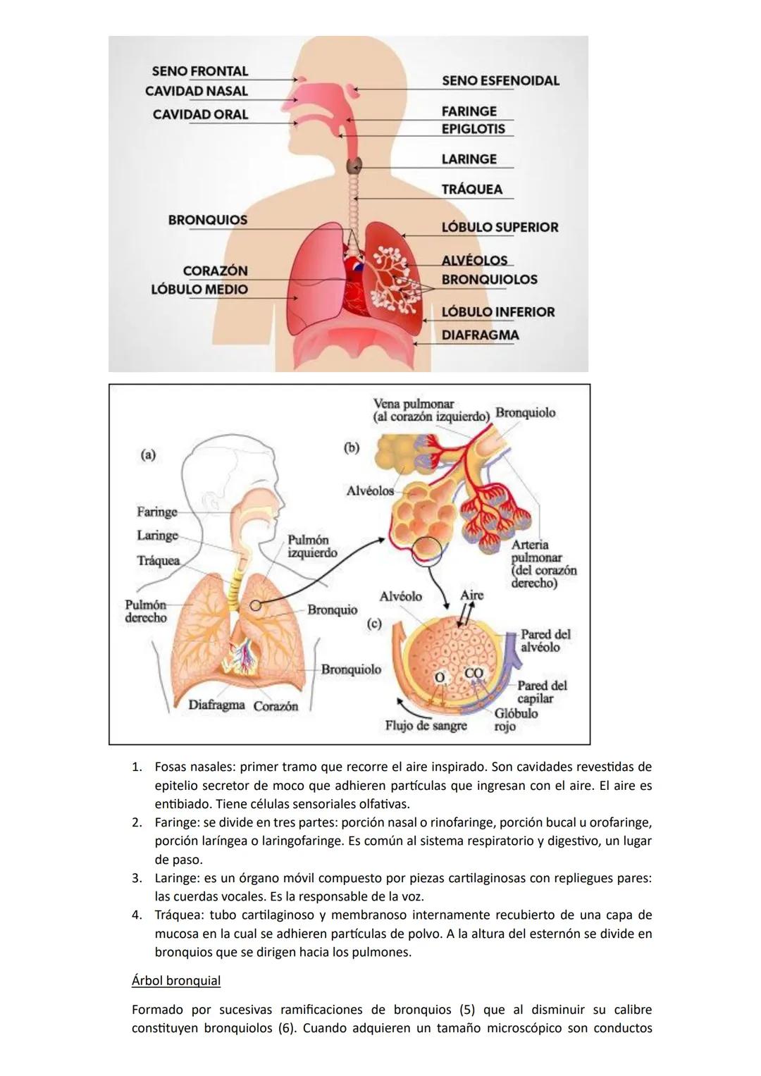 # Biología
## Unidad 1: Biologia
La biología es una ciencia que estudia la vida y las múltiples formas que pueden adoptar los seres
vivos,