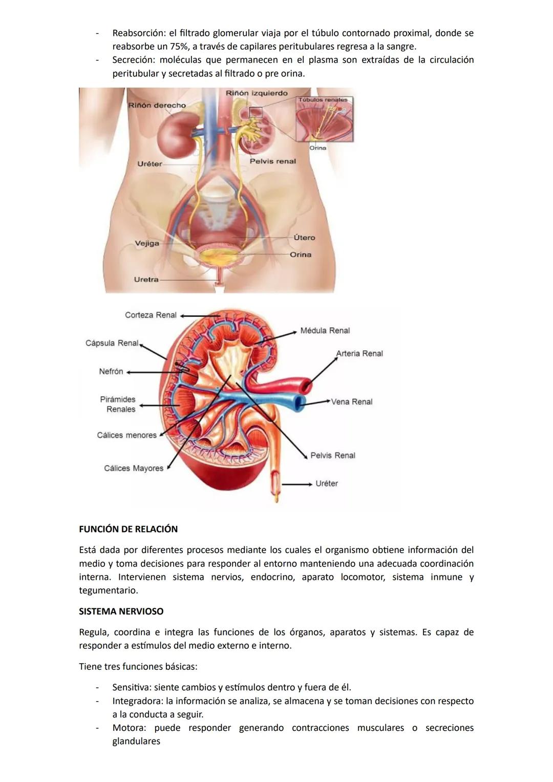 # Biología
## Unidad 1: Biologia
La biología es una ciencia que estudia la vida y las múltiples formas que pueden adoptar los seres
vivos,