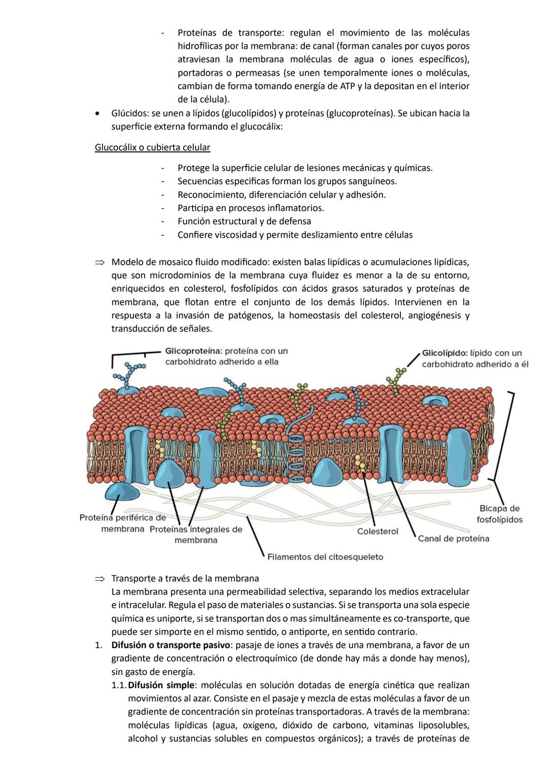 # Biología
## Unidad 1: Biologia
La biología es una ciencia que estudia la vida y las múltiples formas que pueden adoptar los seres
vivos,