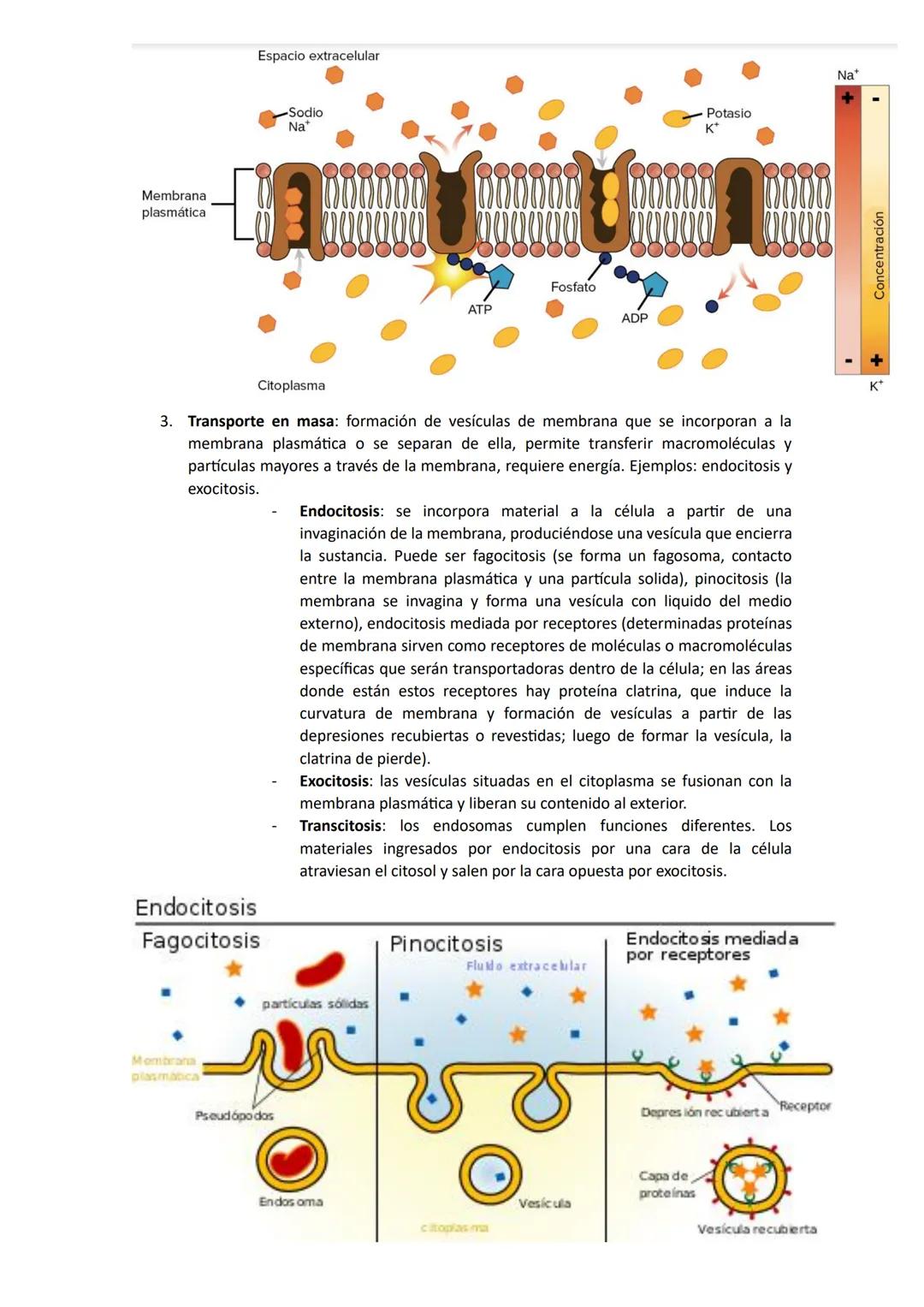 # Biología
## Unidad 1: Biologia
La biología es una ciencia que estudia la vida y las múltiples formas que pueden adoptar los seres
vivos,