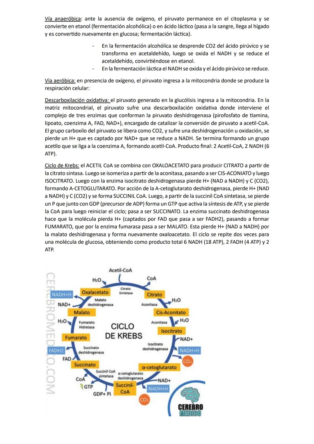 # Biología
## Unidad 1: Biologia
La biología es una ciencia que estudia la vida y las múltiples formas que pueden adoptar los seres
vivos,