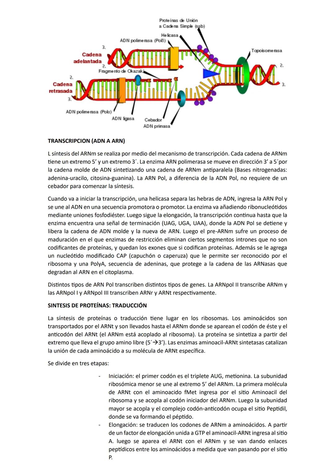 # Biología
## Unidad 1: Biologia
La biología es una ciencia que estudia la vida y las múltiples formas que pueden adoptar los seres
vivos,