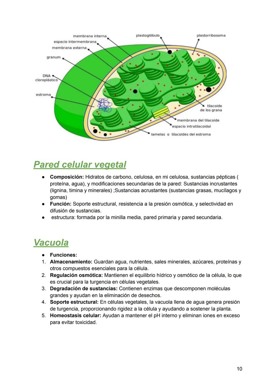 # Resumen de biologia
Examen final
# Piotuviante
El piotuviante es un término hipotético que podría referirse a la primera célula o grupo d