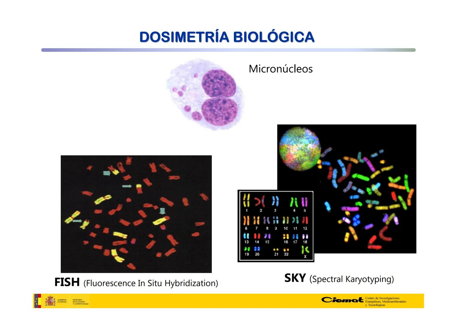 # UNIVERSIDAD COMPLUTENSE
FÍSICAS
Master de Física Biomédica. Facultad CC. Físicas- UCM
# EFECTOS BIOLÓGICOS DE LAS
# RADIACIONES IONIZANT