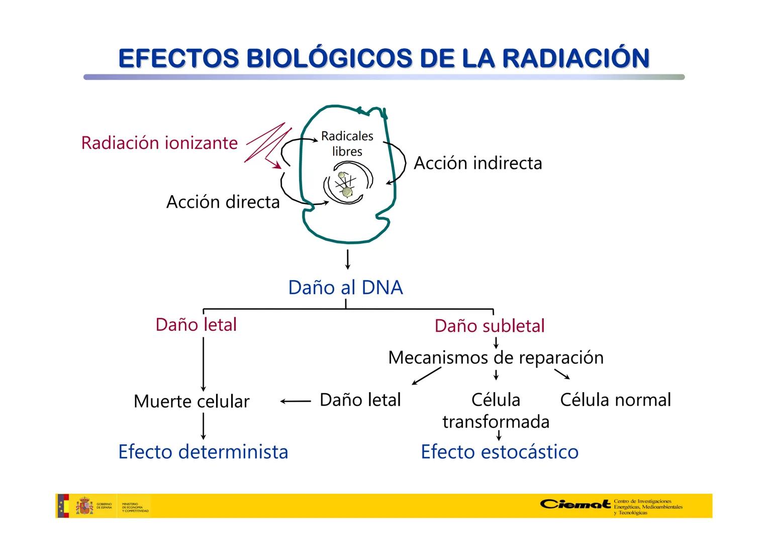 # UNIVERSIDAD COMPLUTENSE
FÍSICAS
Master de Física Biomédica. Facultad CC. Físicas- UCM
# EFECTOS BIOLÓGICOS DE LAS
# RADIACIONES IONIZANT