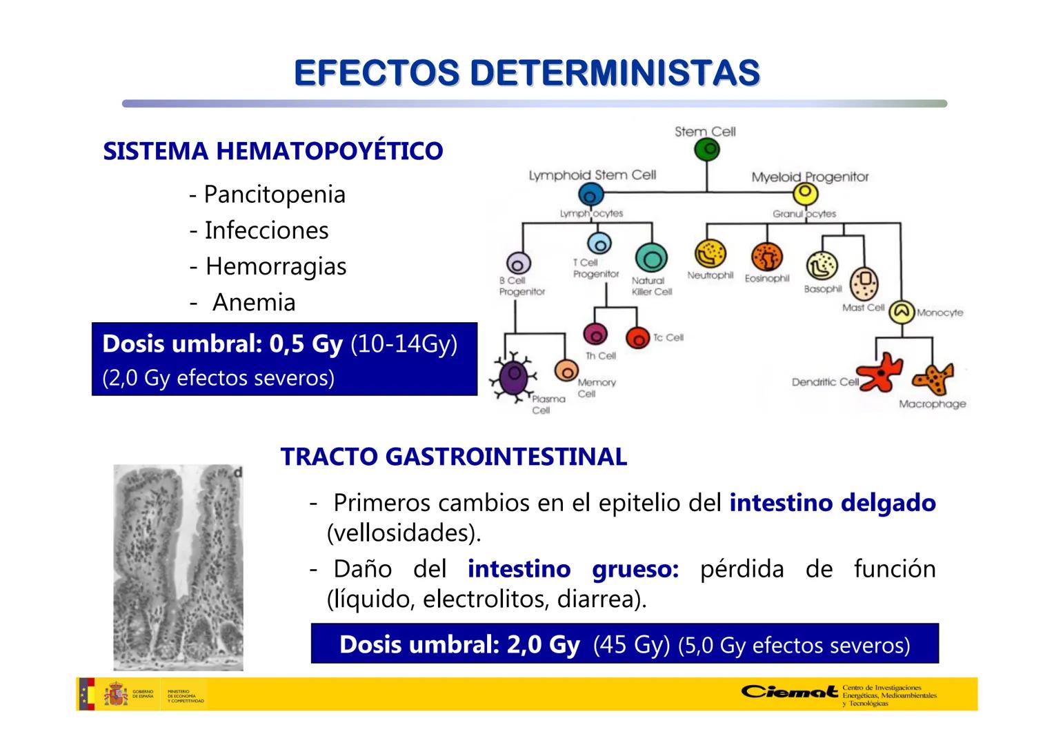 # UNIVERSIDAD COMPLUTENSE
FÍSICAS
Master de Física Biomédica. Facultad CC. Físicas- UCM
# EFECTOS BIOLÓGICOS DE LAS
# RADIACIONES IONIZANT
