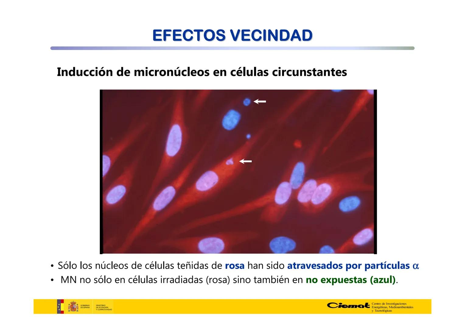 # UNIVERSIDAD COMPLUTENSE
FÍSICAS
Master de Física Biomédica. Facultad CC. Físicas- UCM
# EFECTOS BIOLÓGICOS DE LAS
# RADIACIONES IONIZANT