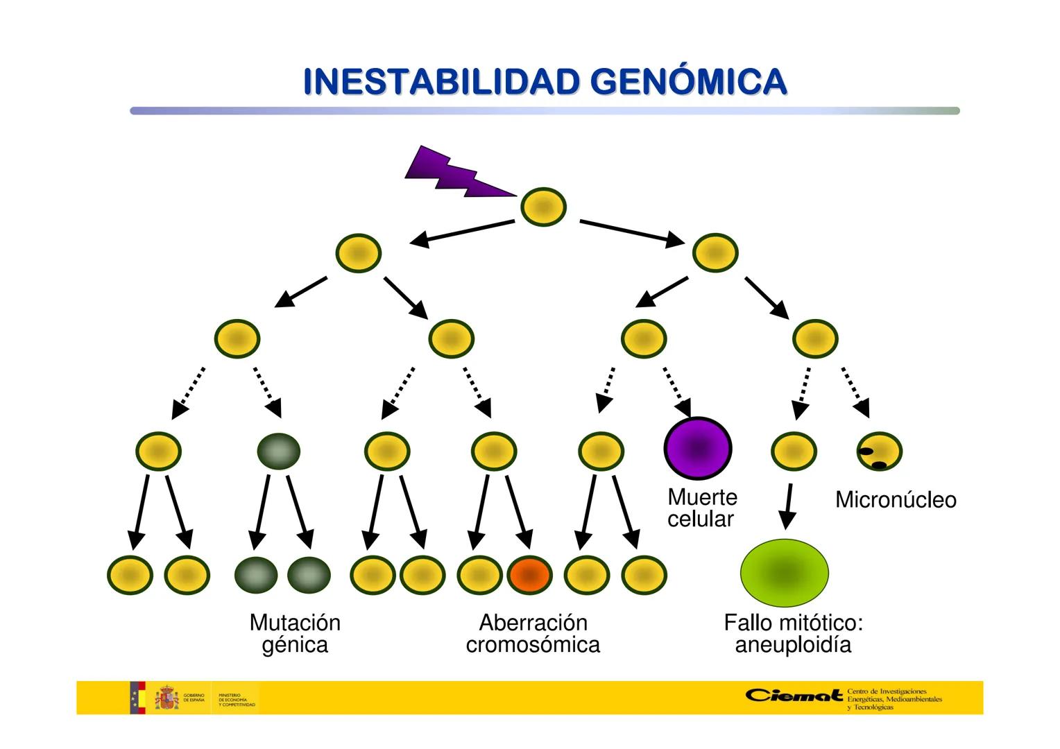 # UNIVERSIDAD COMPLUTENSE
FÍSICAS
Master de Física Biomédica. Facultad CC. Físicas- UCM
# EFECTOS BIOLÓGICOS DE LAS
# RADIACIONES IONIZANT