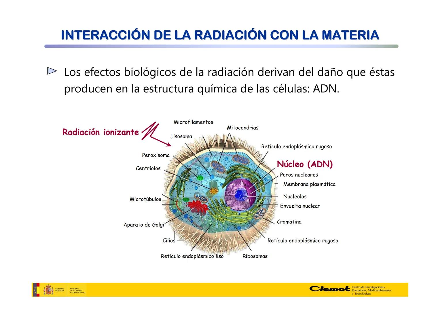 # UNIVERSIDAD COMPLUTENSE
FÍSICAS
Master de Física Biomédica. Facultad CC. Físicas- UCM
# EFECTOS BIOLÓGICOS DE LAS
# RADIACIONES IONIZANT