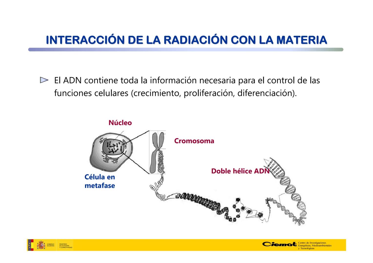 # UNIVERSIDAD COMPLUTENSE
FÍSICAS
Master de Física Biomédica. Facultad CC. Físicas- UCM
# EFECTOS BIOLÓGICOS DE LAS
# RADIACIONES IONIZANT