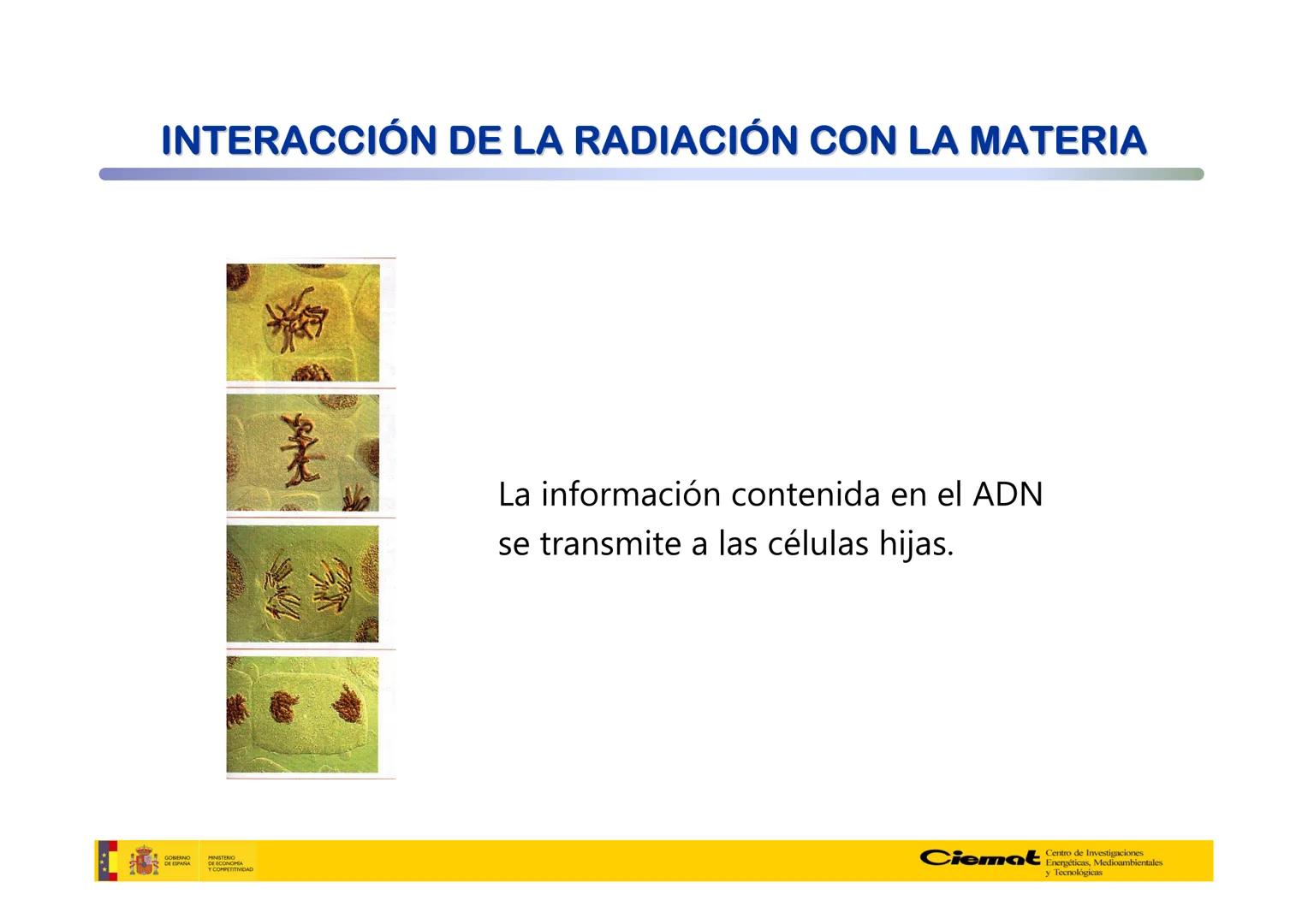 # UNIVERSIDAD COMPLUTENSE
FÍSICAS
Master de Física Biomédica. Facultad CC. Físicas- UCM
# EFECTOS BIOLÓGICOS DE LAS
# RADIACIONES IONIZANT