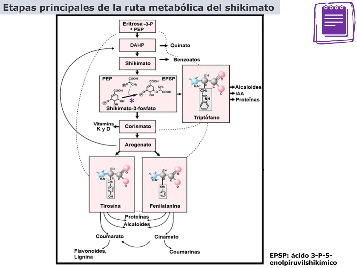 H
OH
OH
OH
ORGÁNICA Y BIC
QUÍMICA ORGÁNICA Y BIOLÓGICA
OH
OH
OH
HO
CH₃
OH
CARRERA: AGRONOMÍA
H
N
CH3
DOCENTES: Dra. Mariana Bonaterra
Dra. L