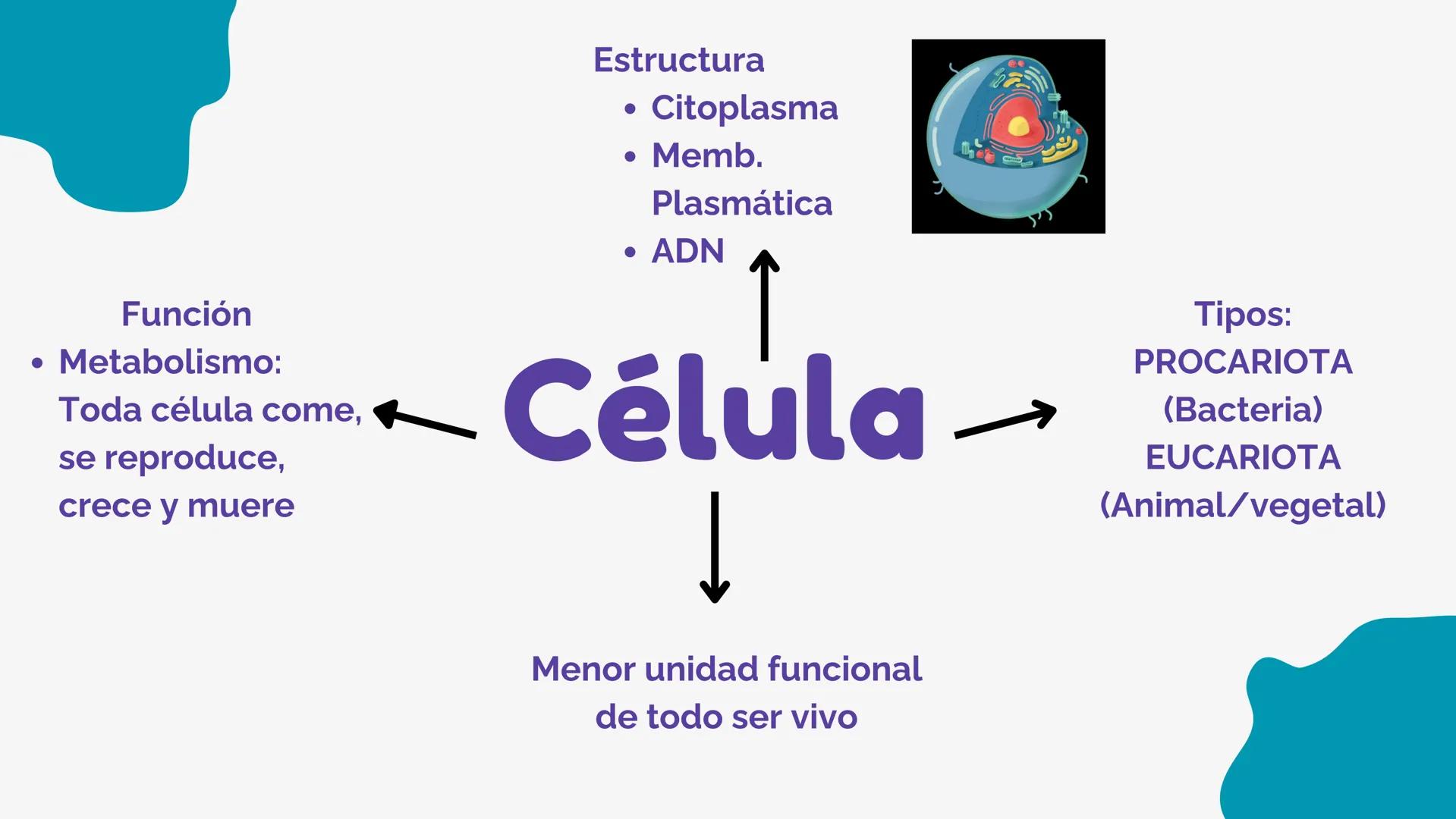 Función
• Metabolismo:
Toda célula come,
se reproduce,
crece y muere
Estructura
• Citoplasma
• Memb.
Plasmática
• ADN
↑
Célula
↓
Menor unida