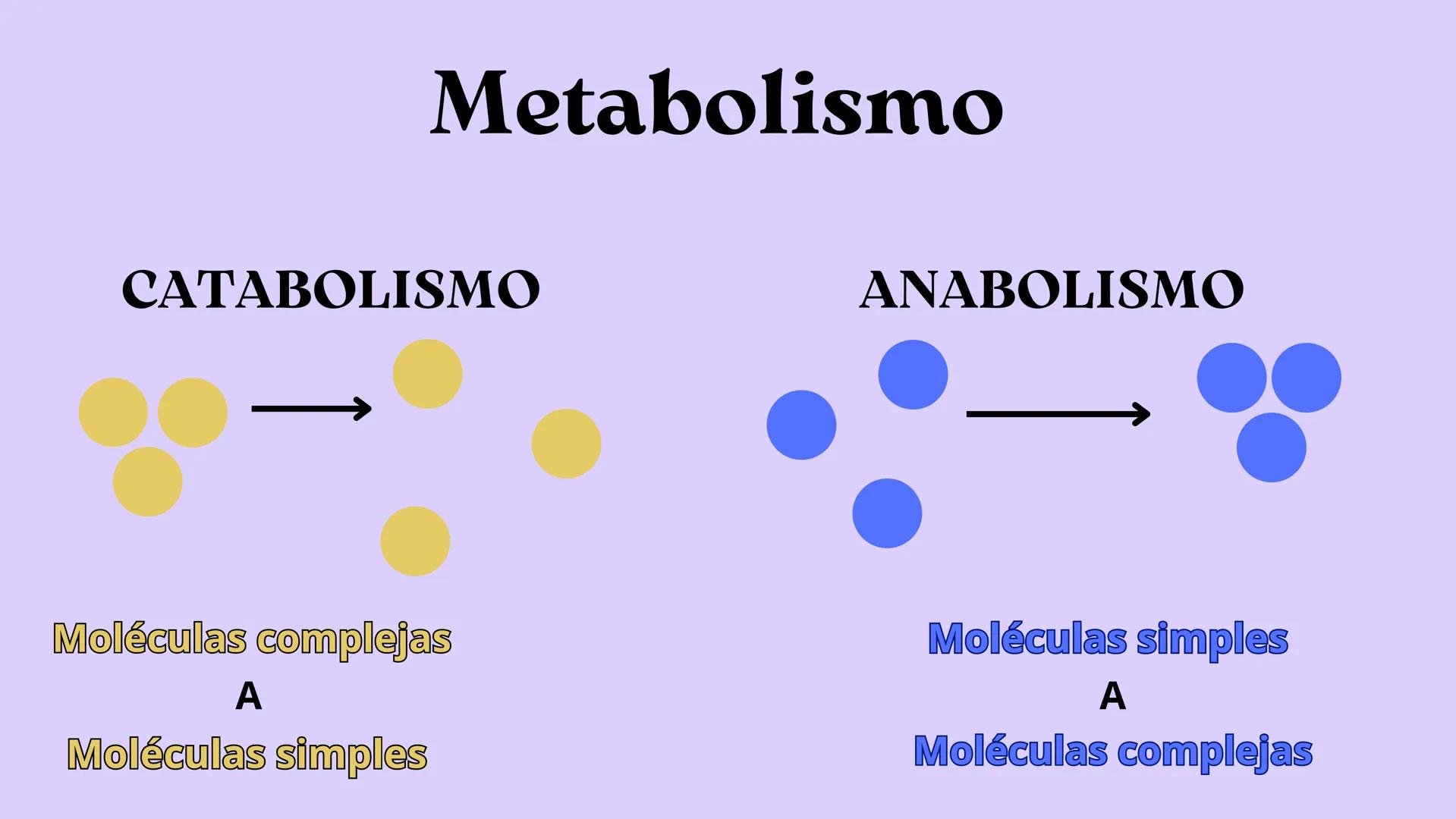 Función
• Metabolismo:
Toda célula come,
se reproduce,
crece y muere
Estructura
• Citoplasma
• Memb.
Plasmática
• ADN
↑
Célula
↓
Menor unida