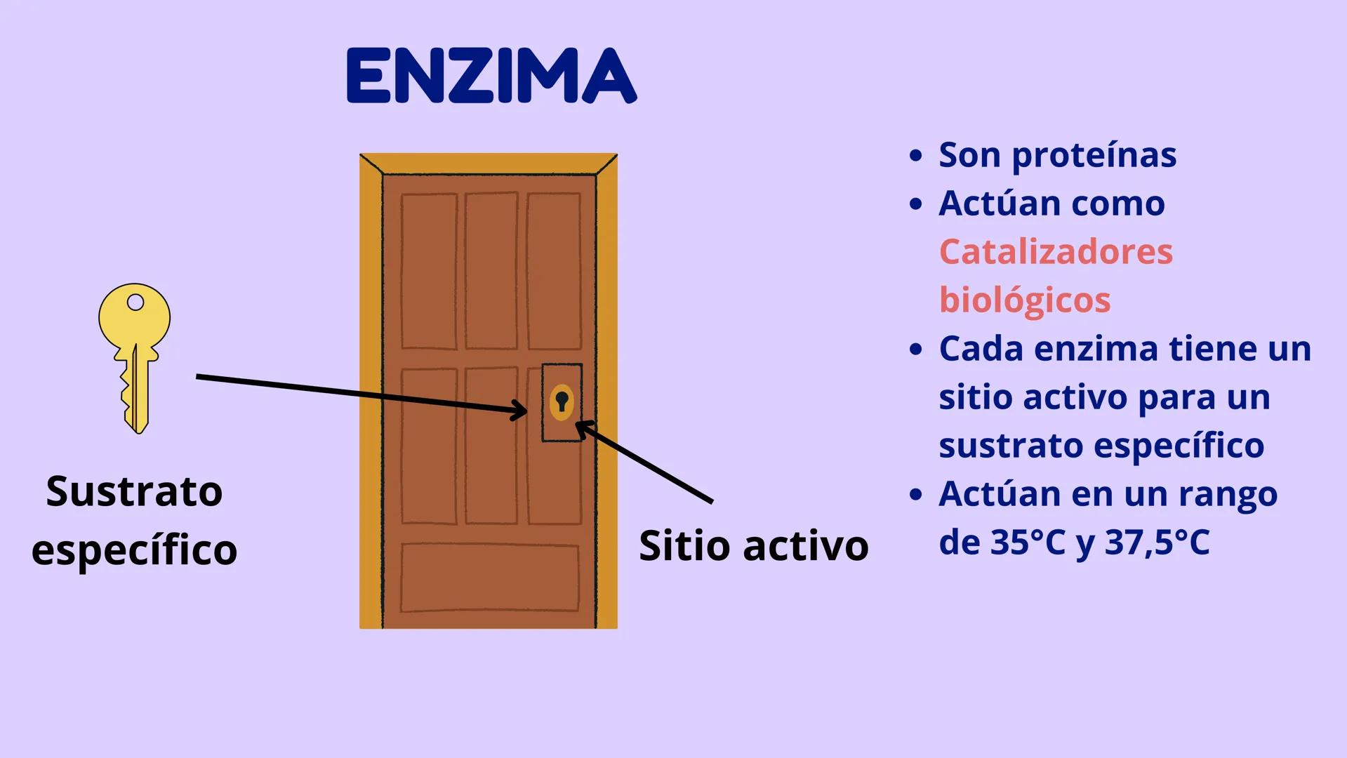Función
• Metabolismo:
Toda célula come,
se reproduce,
crece y muere
Estructura
• Citoplasma
• Memb.
Plasmática
• ADN
↑
Célula
↓
Menor unida