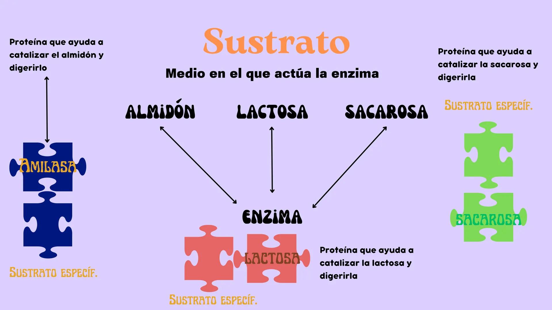 Función
• Metabolismo:
Toda célula come,
se reproduce,
crece y muere
Estructura
• Citoplasma
• Memb.
Plasmática
• ADN
↑
Célula
↓
Menor unida