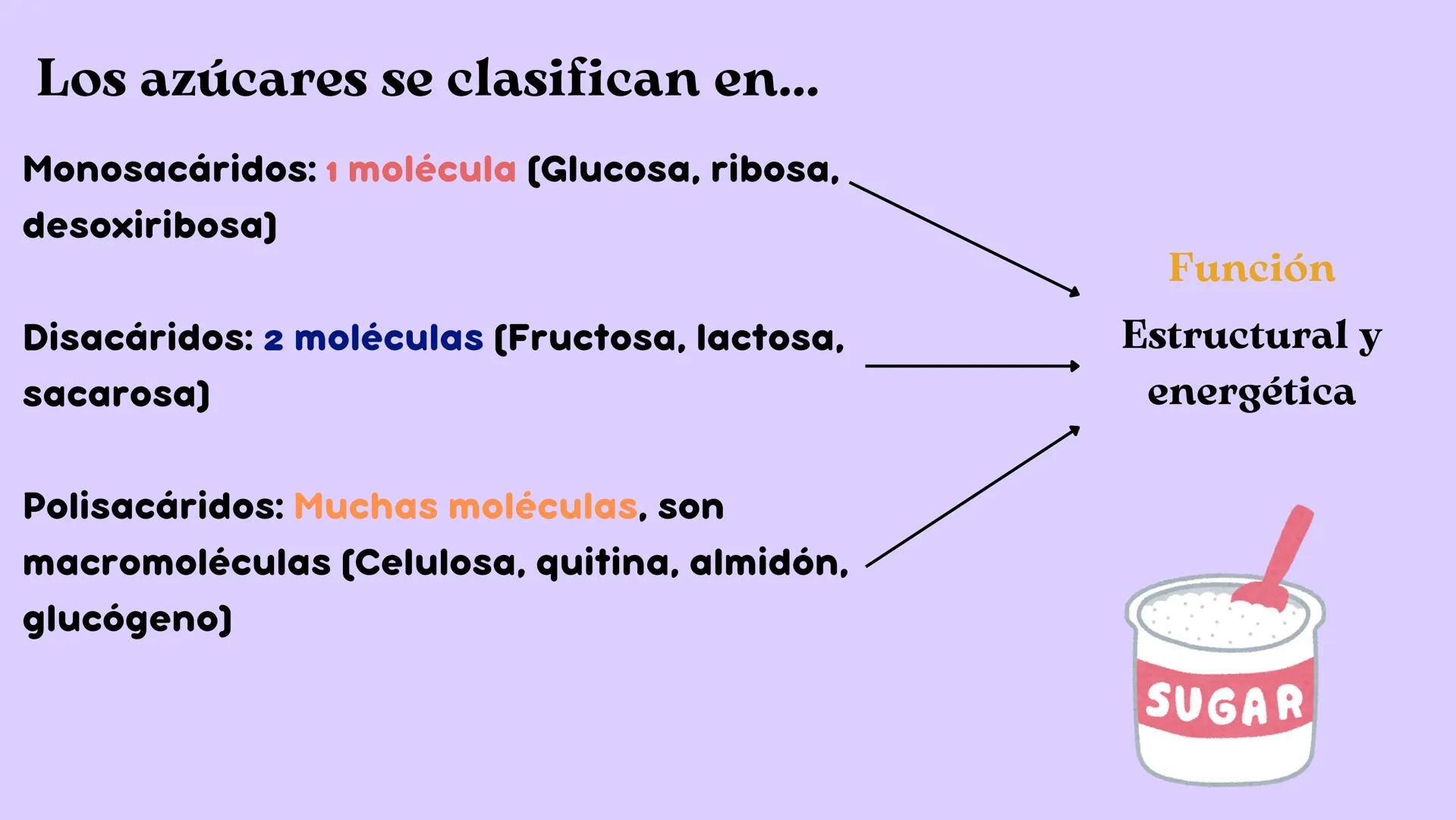 Función
• Metabolismo:
Toda célula come,
se reproduce,
crece y muere
Estructura
• Citoplasma
• Memb.
Plasmática
• ADN
↑
Célula
↓
Menor unida