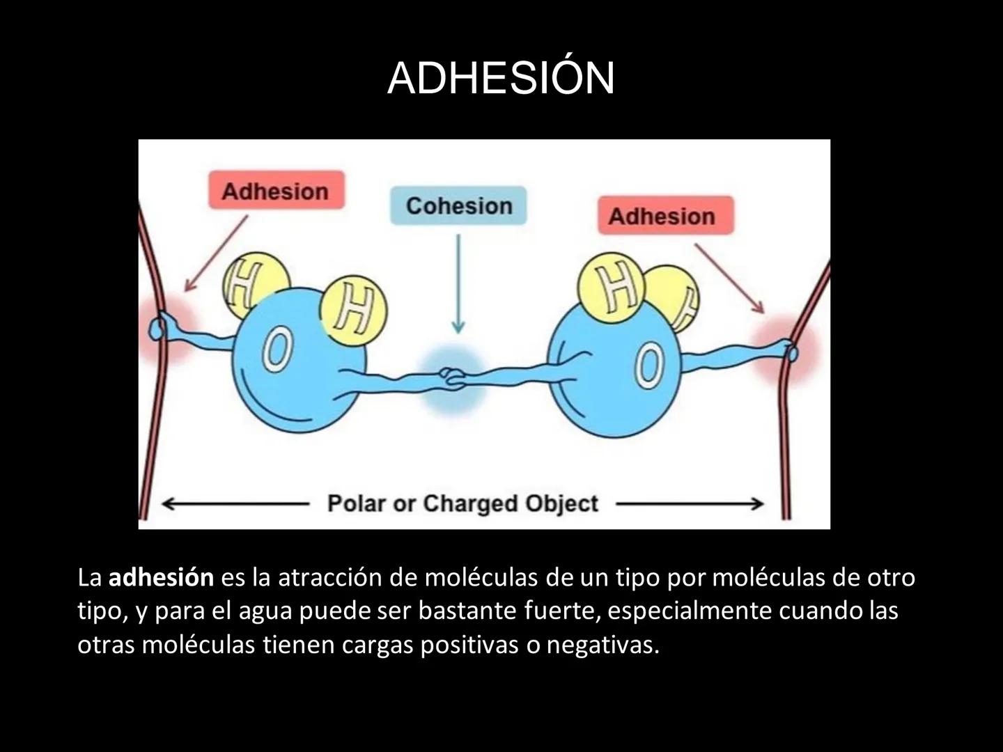 # MOLÉCULAS DE IMPORTANCIA PARA LA VIDA: EL AGUA # MOLÉCULAS DE IMPORTANCIA PARA LA VIDA: EL
AGUA
Existen organismos capaces de vivir sin l