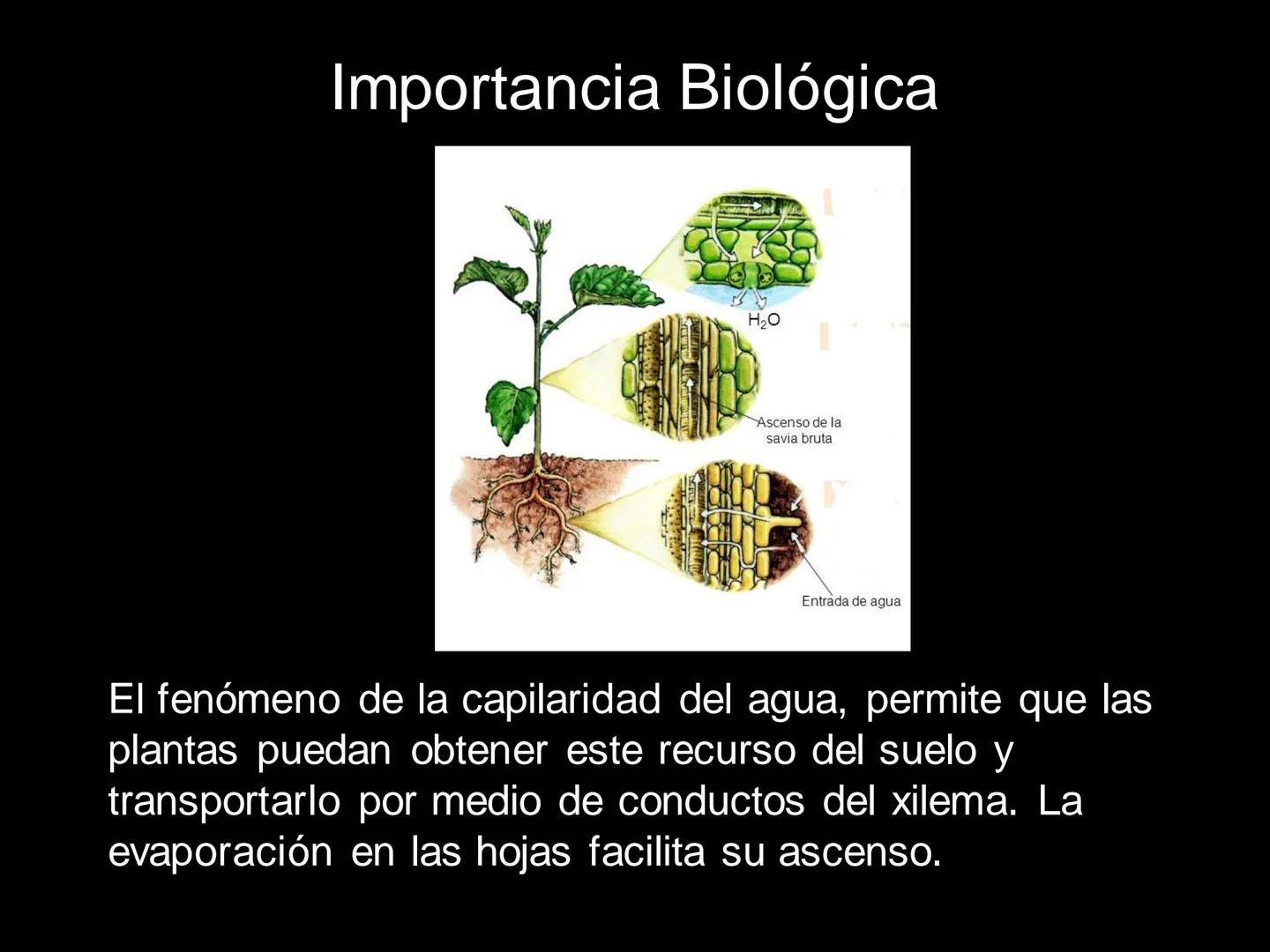 # MOLÉCULAS DE IMPORTANCIA PARA LA VIDA: EL AGUA # MOLÉCULAS DE IMPORTANCIA PARA LA VIDA: EL
AGUA
Existen organismos capaces de vivir sin l
