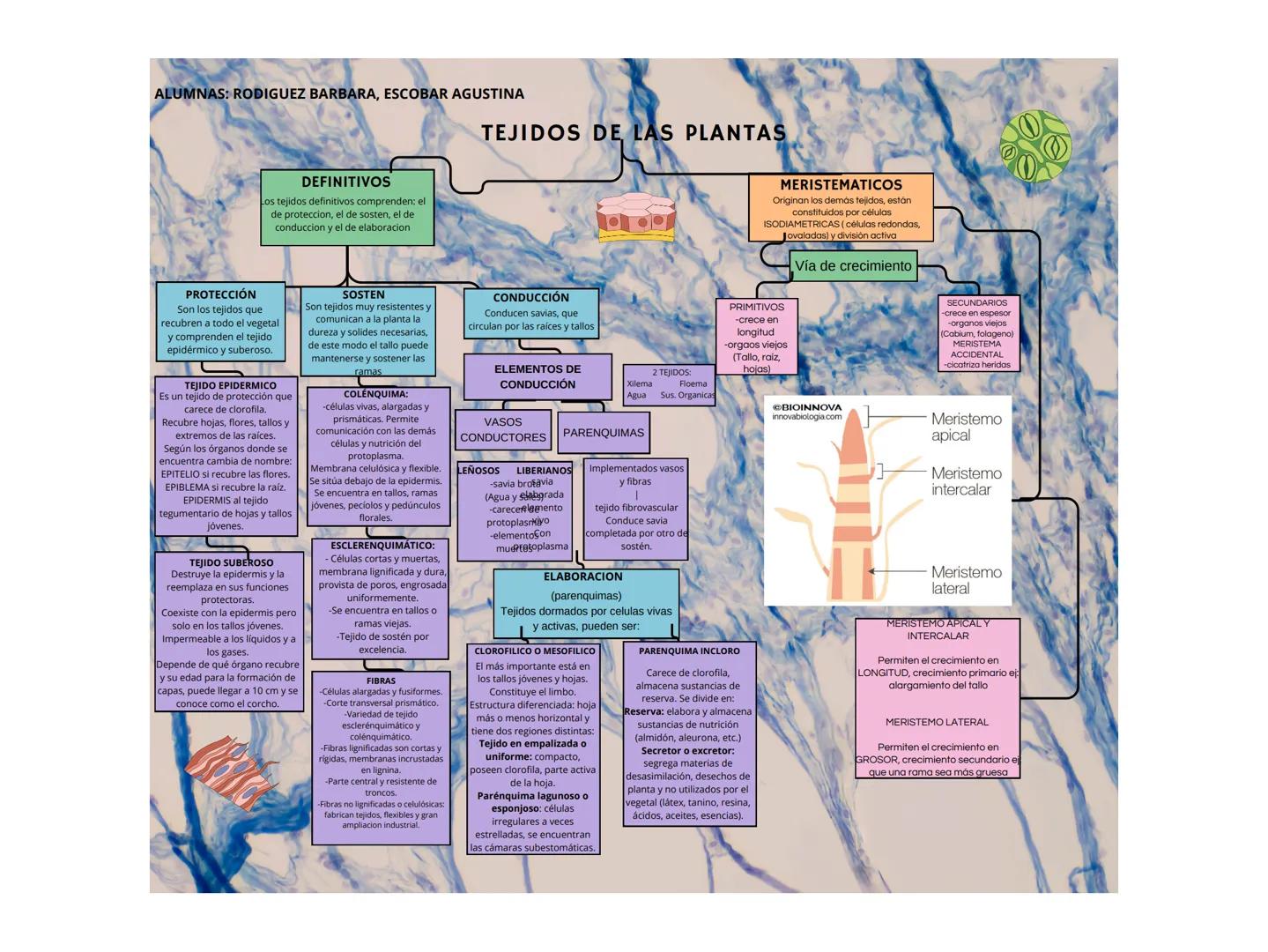 ALUMNAS: RODIGUEZ BARBARA, ESCOBAR AGUSTINA
TEJIDOS DE LAS PLANTAS
DEFINITIVOS
Los tejidos definitivos comprenden: el
de proteccion, el de