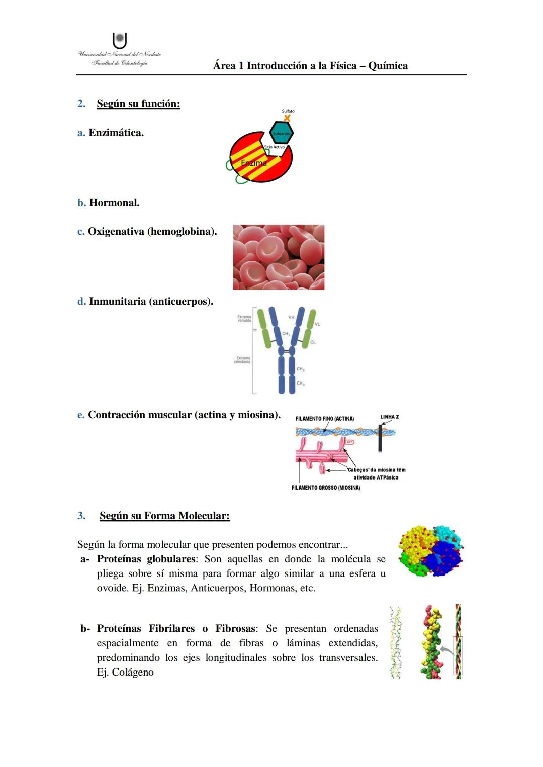 # Aminoácidos
Son las unidades fundamentales constituyentes de las proteínas y a su vez compuestos con un grupo ácido, carboxilo (-COOH) y