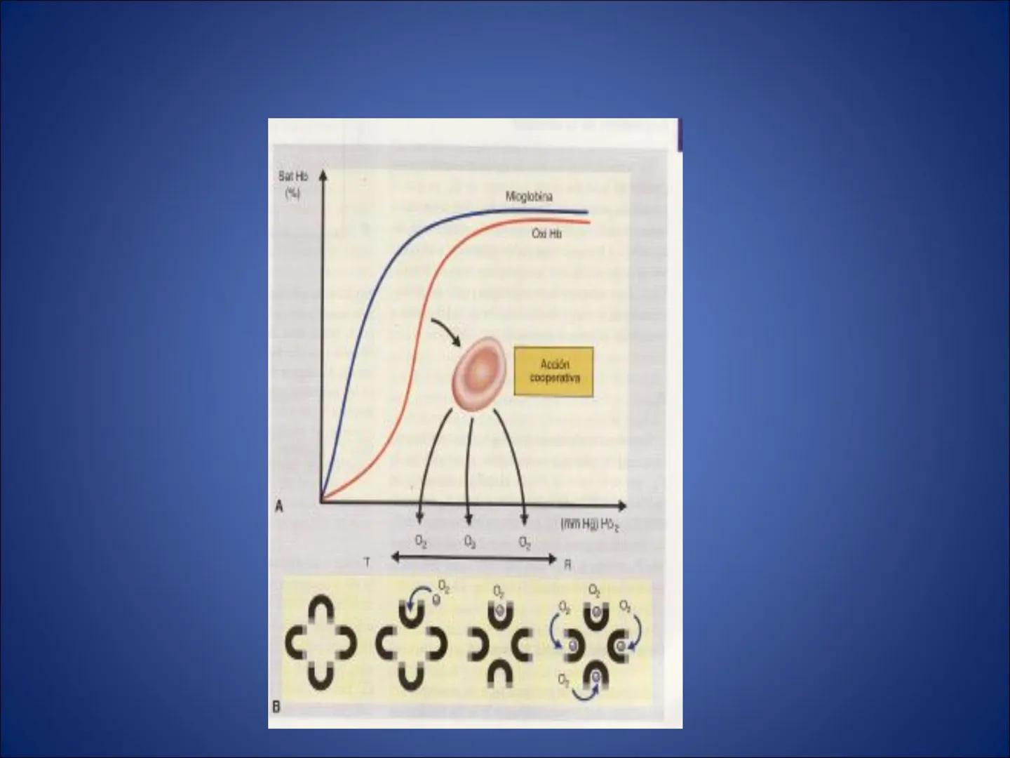 # FISIOLOGIA
# DE LA
# SANGRE # Exámenes
* Parcial:
- Multiple choice: una sola opción correcta
- 60% correctas para aprobación
* E