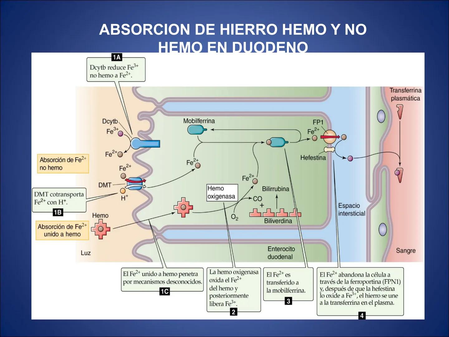 # FISIOLOGIA
# DE LA
# SANGRE # Exámenes
* Parcial:
- Multiple choice: una sola opción correcta
- 60% correctas para aprobación
* E