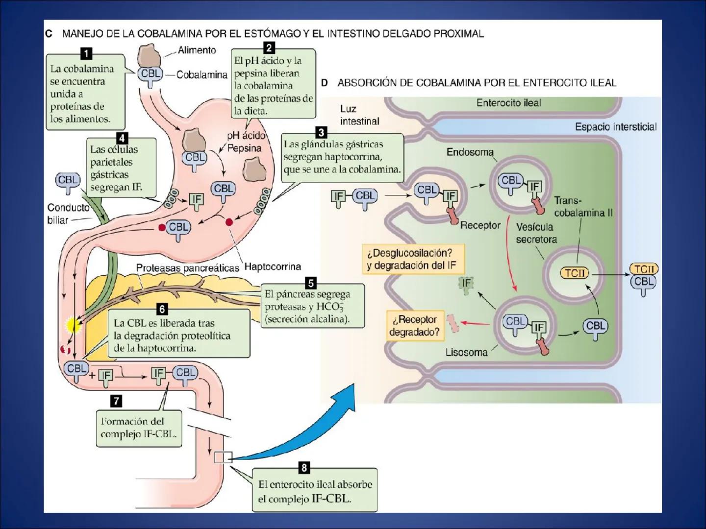 # FISIOLOGIA
# DE LA
# SANGRE # Exámenes
* Parcial:
- Multiple choice: una sola opción correcta
- 60% correctas para aprobación
* E