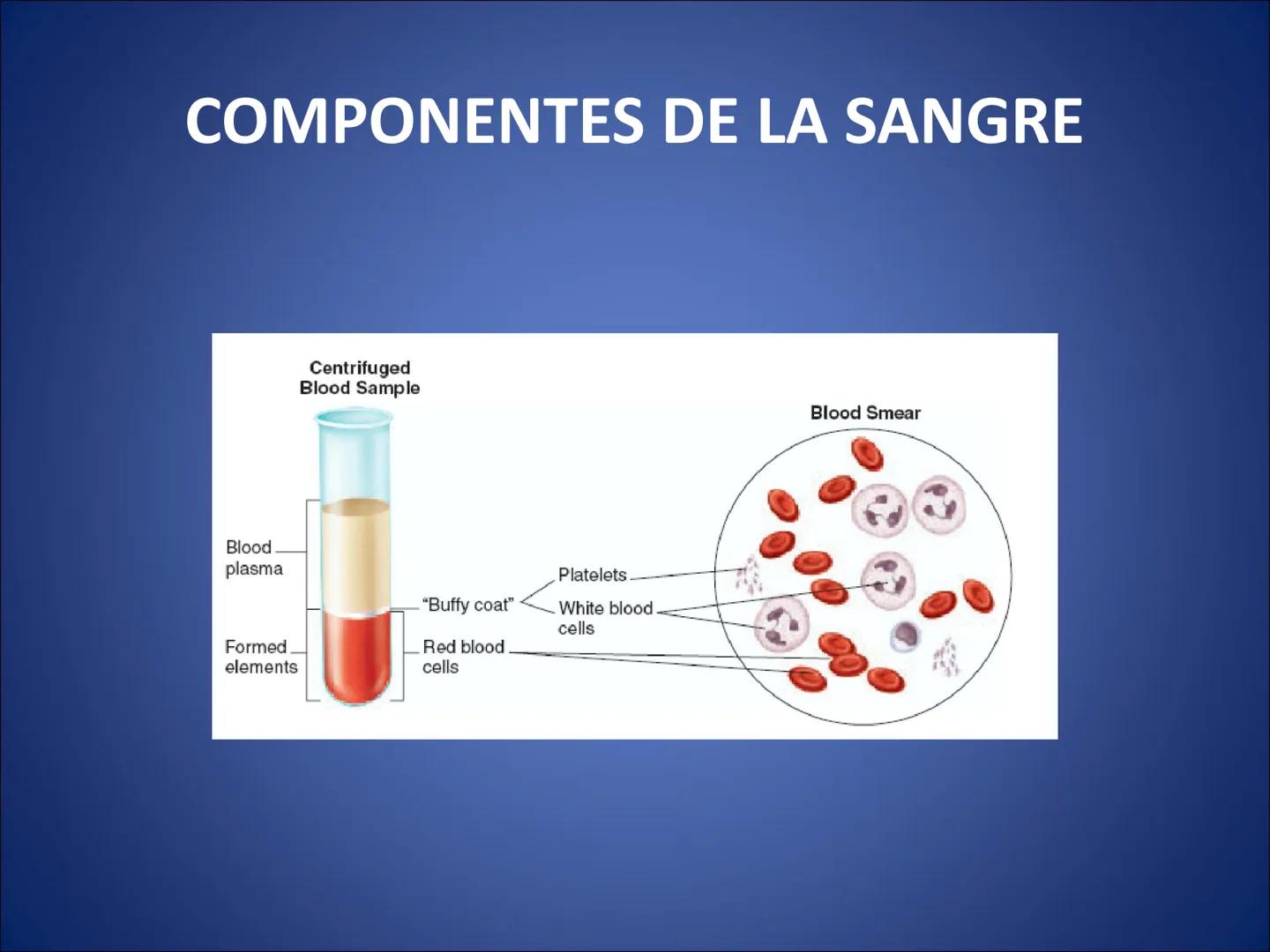 # FISIOLOGIA
# DE LA
# SANGRE # Exámenes
* Parcial:
- Multiple choice: una sola opción correcta
- 60% correctas para aprobación
* E