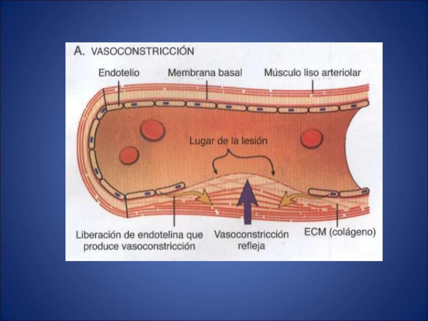 # FISIOLOGIA
# DE LA
# SANGRE # Exámenes
* Parcial:
- Multiple choice: una sola opción correcta
- 60% correctas para aprobación
* E