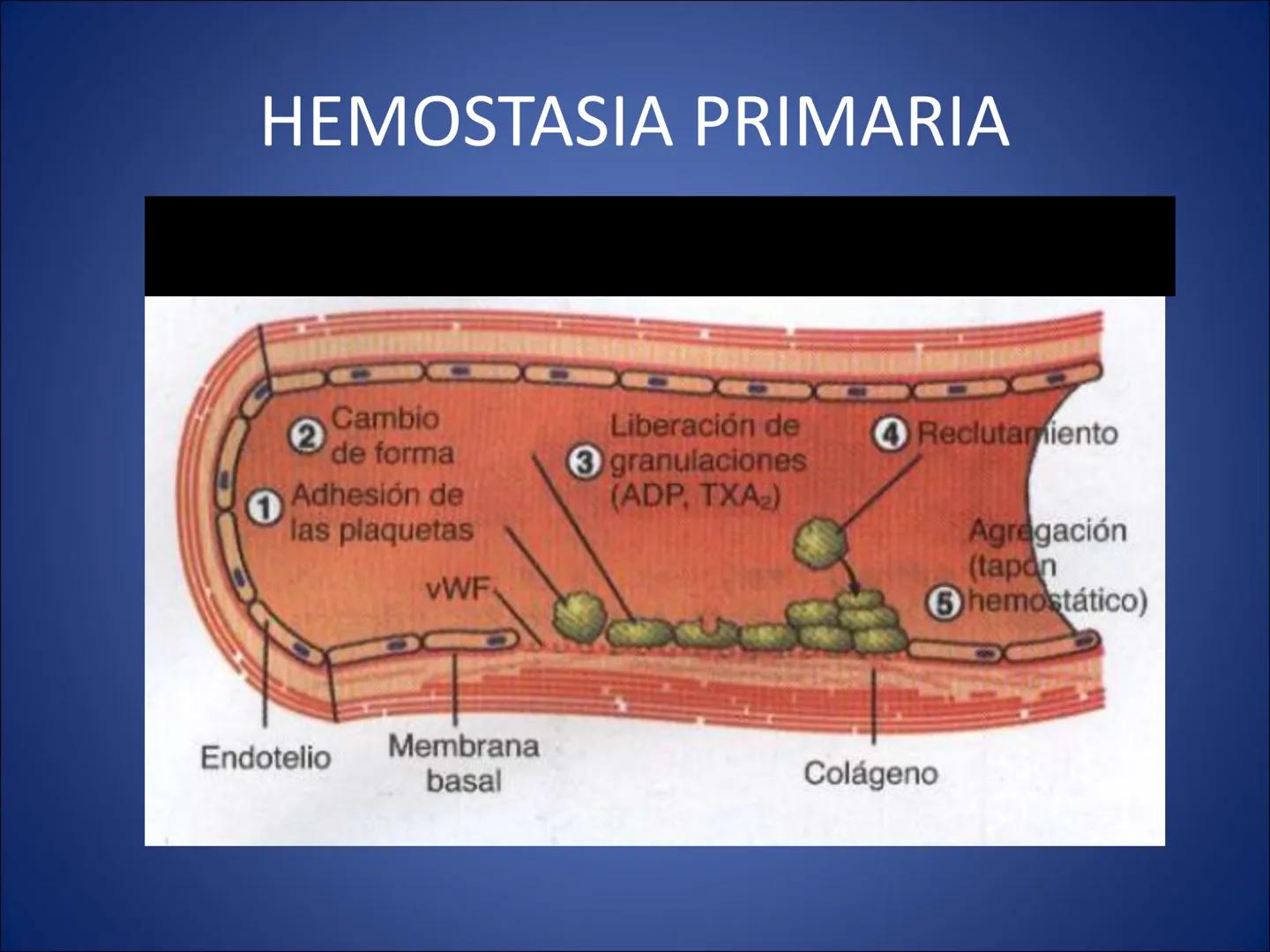 # FISIOLOGIA
# DE LA
# SANGRE # Exámenes
* Parcial:
- Multiple choice: una sola opción correcta
- 60% correctas para aprobación
* E