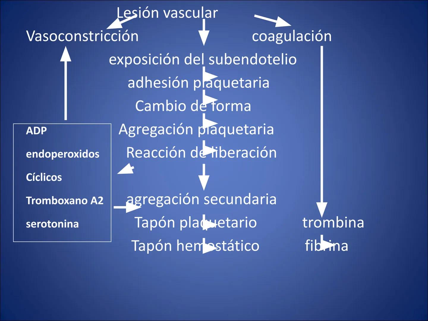 # FISIOLOGIA
# DE LA
# SANGRE # Exámenes
* Parcial:
- Multiple choice: una sola opción correcta
- 60% correctas para aprobación
* E