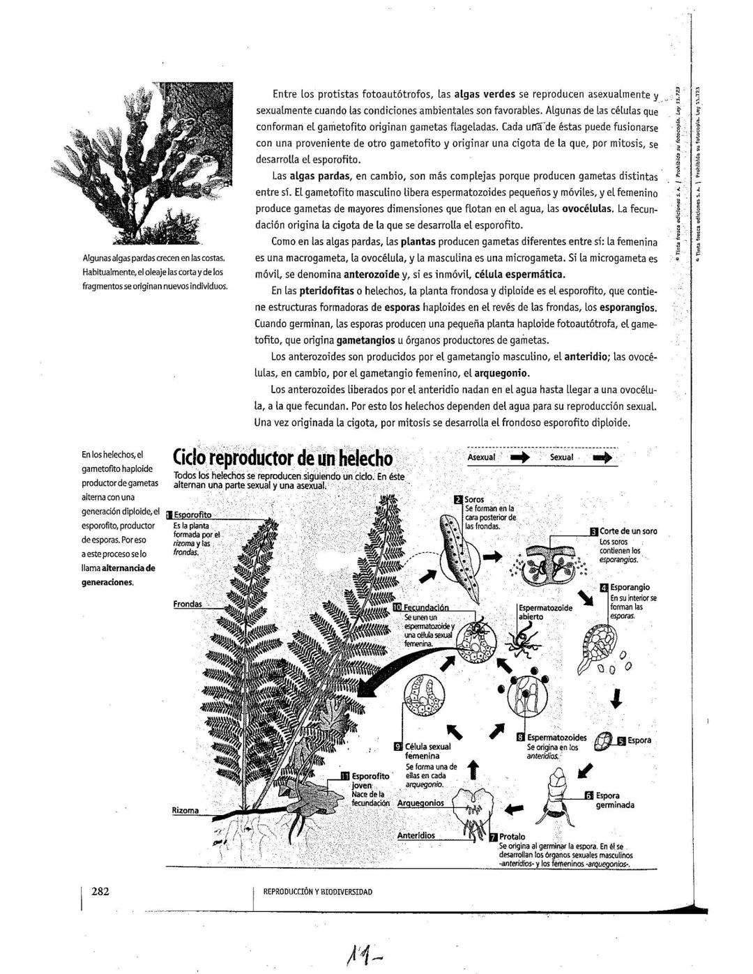 # La reproducción
Los seres vivos pueden originar individuos semejantes. mediante la función
de reproducción. Este proceso, según las carac